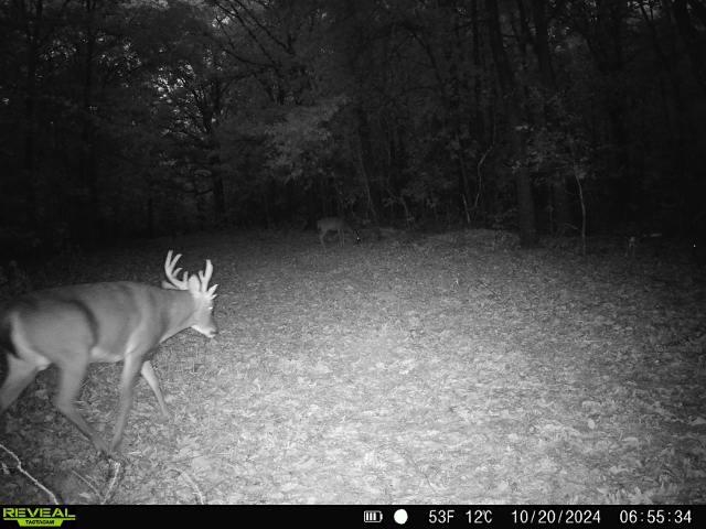 Photo 9 - Vacant Land for sale – 186A  Williamson Trail   Mount Pleasant, AR