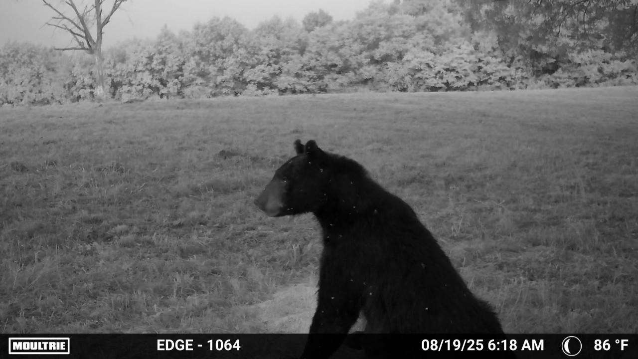 Photo 10 - Vacant Land for sale – 186A  Williamson Trail   Mount Pleasant, AR