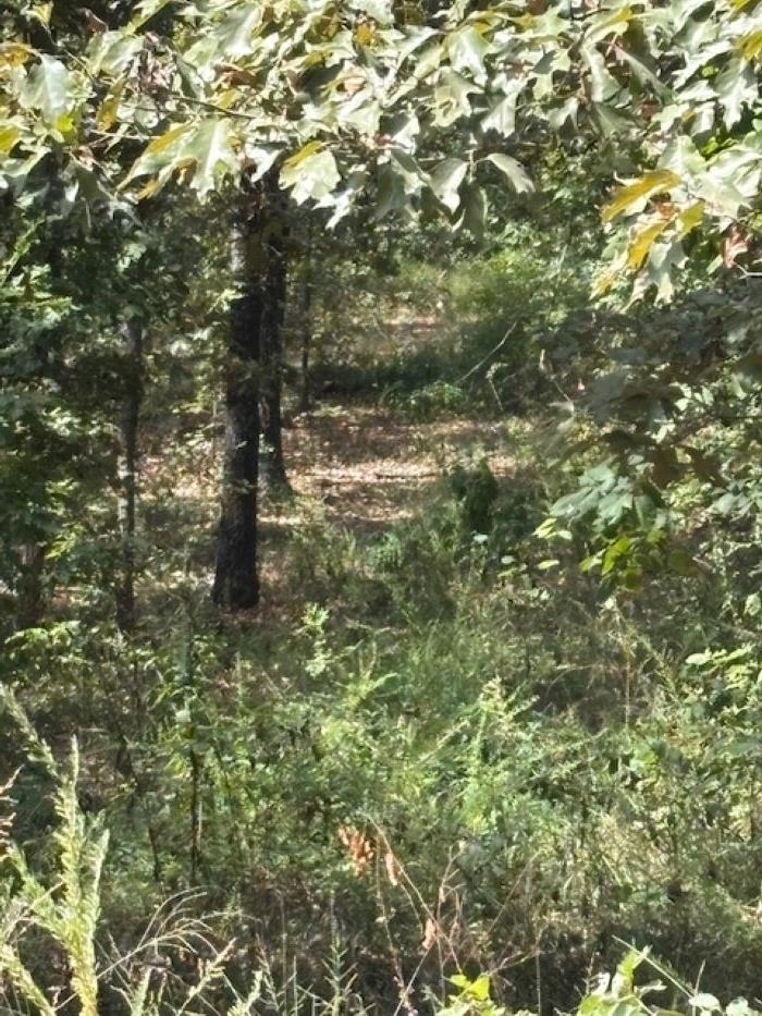 Photo 3 - Vacant Land for sale – 36 FM 101 Rd S Highland   Highland, AR