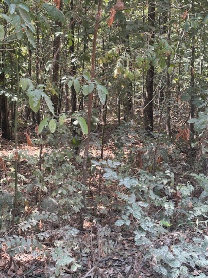 Photo 5 - Vacant Land for sale – 36 FM 101 Rd S Highland   Highland, AR