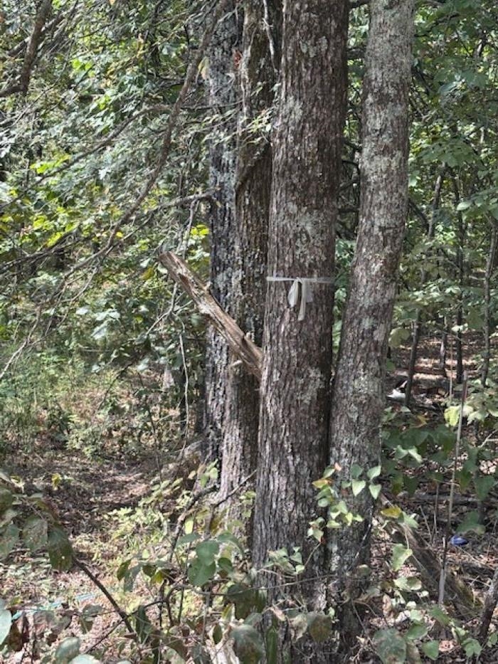 Photo 6 - Vacant Land for sale – 36 FM 101 Rd S Highland   Highland, AR