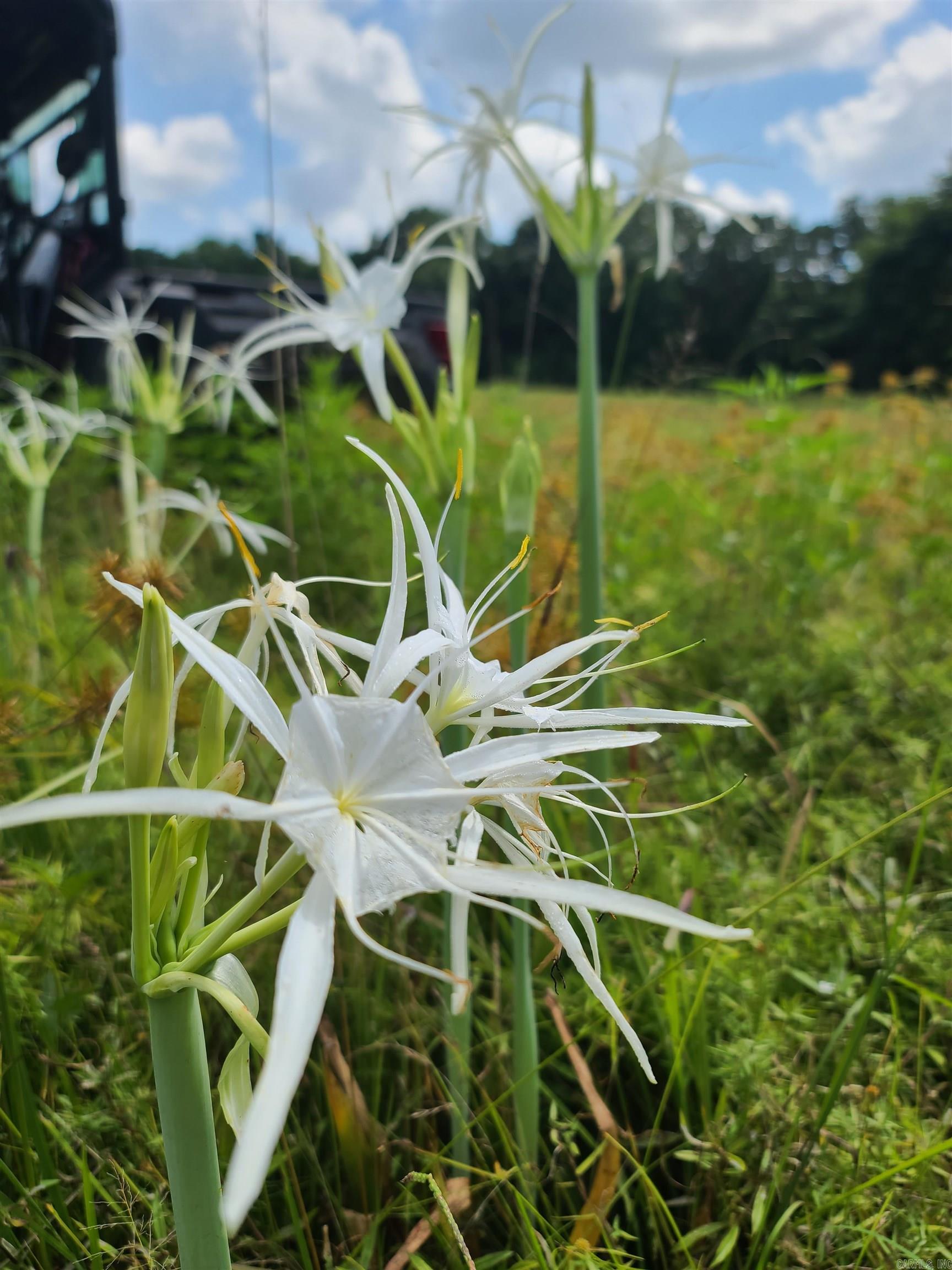 Photo 34 - Residential for sale – 1269  Blackland   Oil Trough, AR