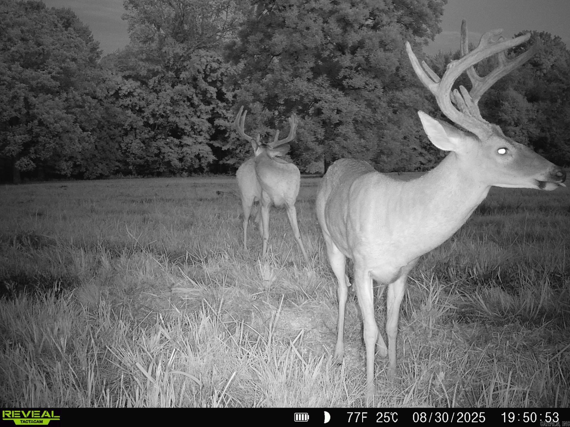 Photo 43 - Residential for sale – 1269  Blackland   Oil Trough, AR