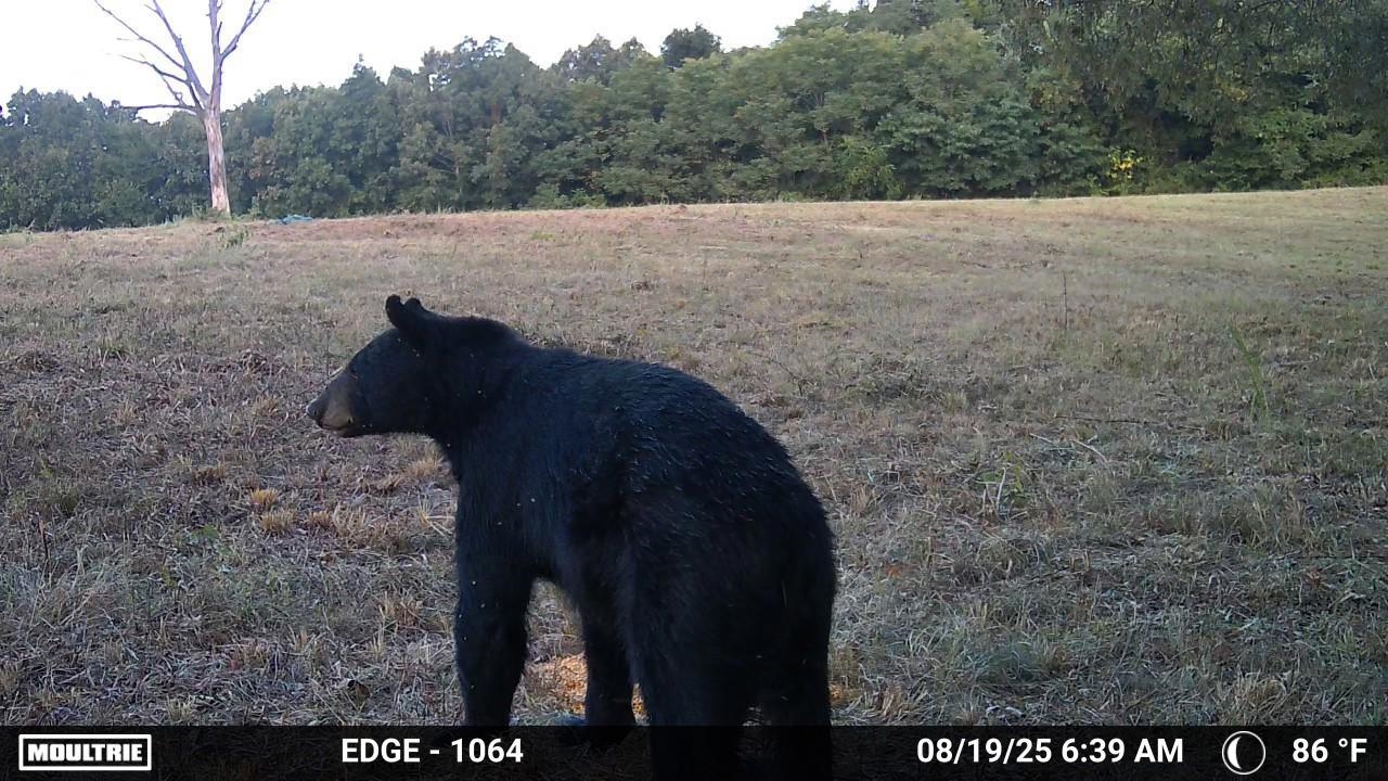 Photo 7 - Residential for sale – 115A  Love Hollow Road   Mount Pleasant, AR