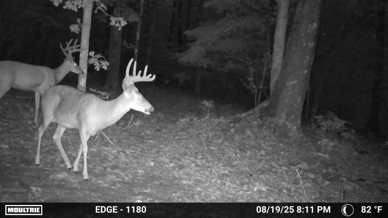 Photo 9 - Residential for sale – 115A  Love Hollow Road   Mount Pleasant, AR