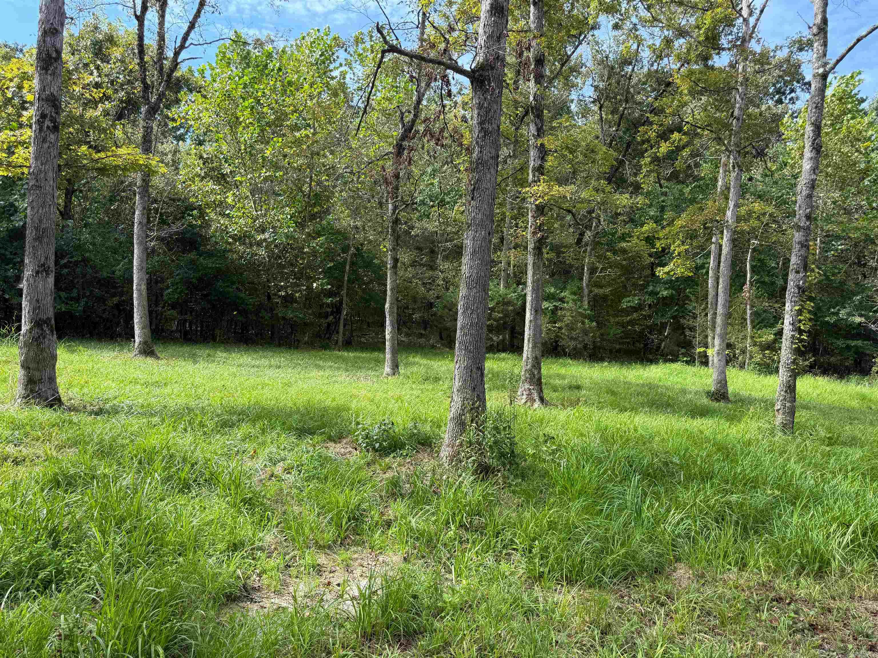 Photo 7 - Vacant Land for sale – TBD  Highway 163   Hardy, AR