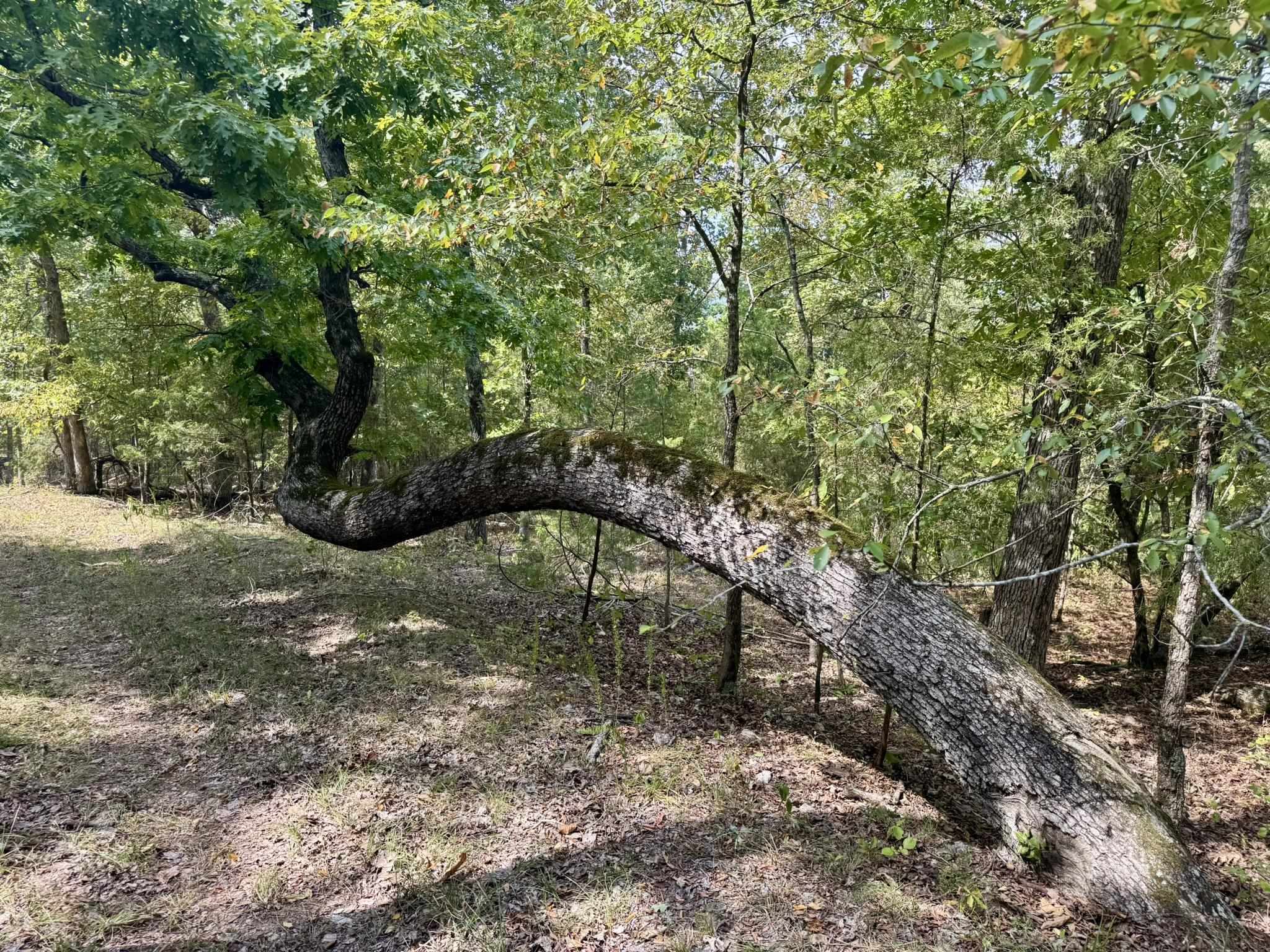 Photo 13 - Vacant Land for sale – 110  Mount Olive Road   Melbourne, AR