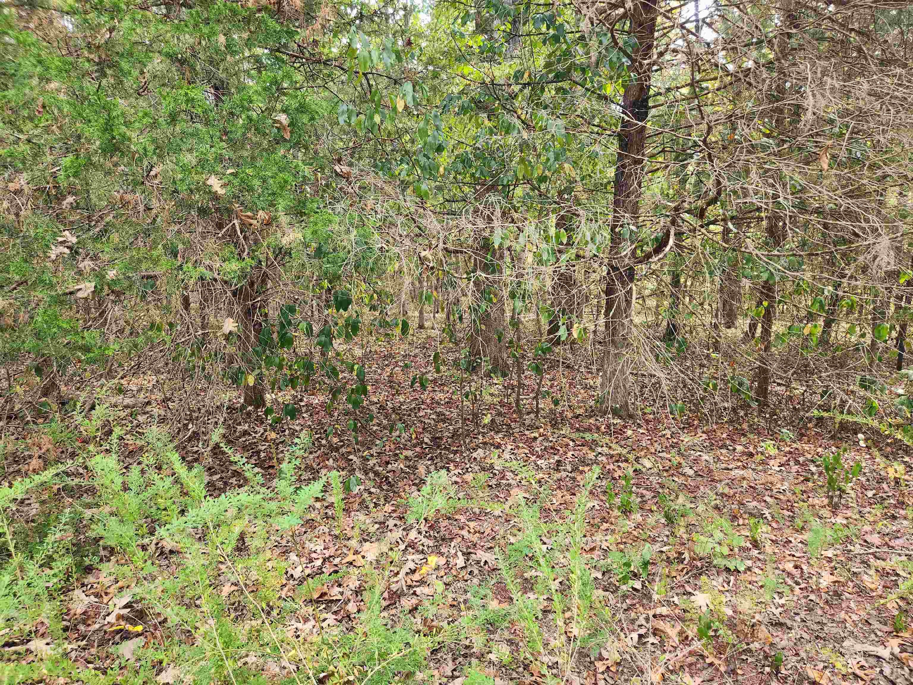 Photo 2 - Vacant Land for sale – L24B3  Bokchito   Cherokee Village, AR