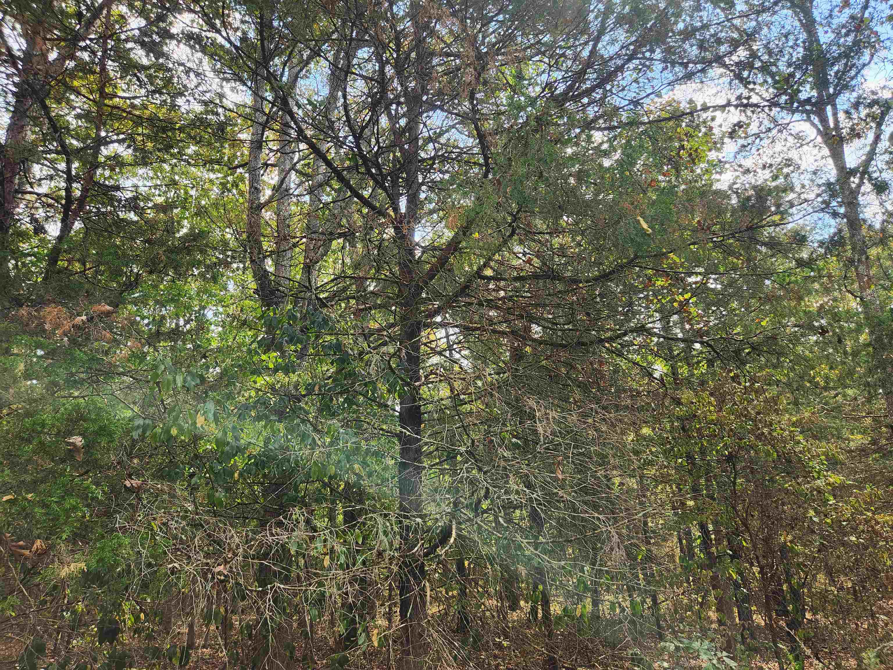 Photo 5 - Vacant Land for sale – L24B3  Bokchito   Cherokee Village, AR