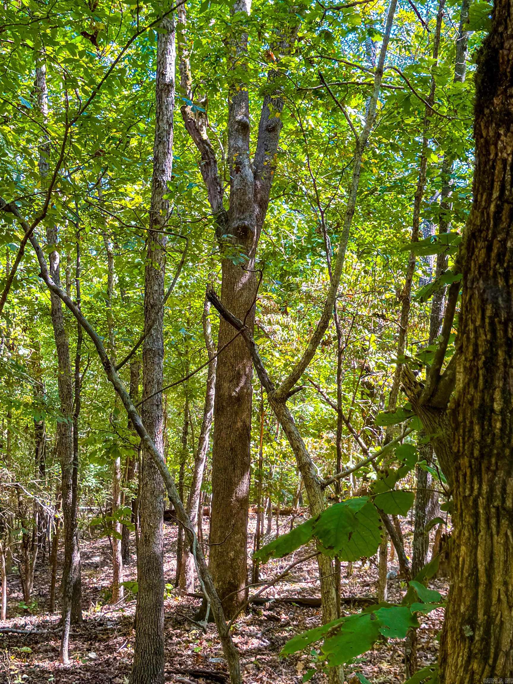 Photo 15 - Vacant Land for sale – TBD  Red Fox Rd   Hardy, AR