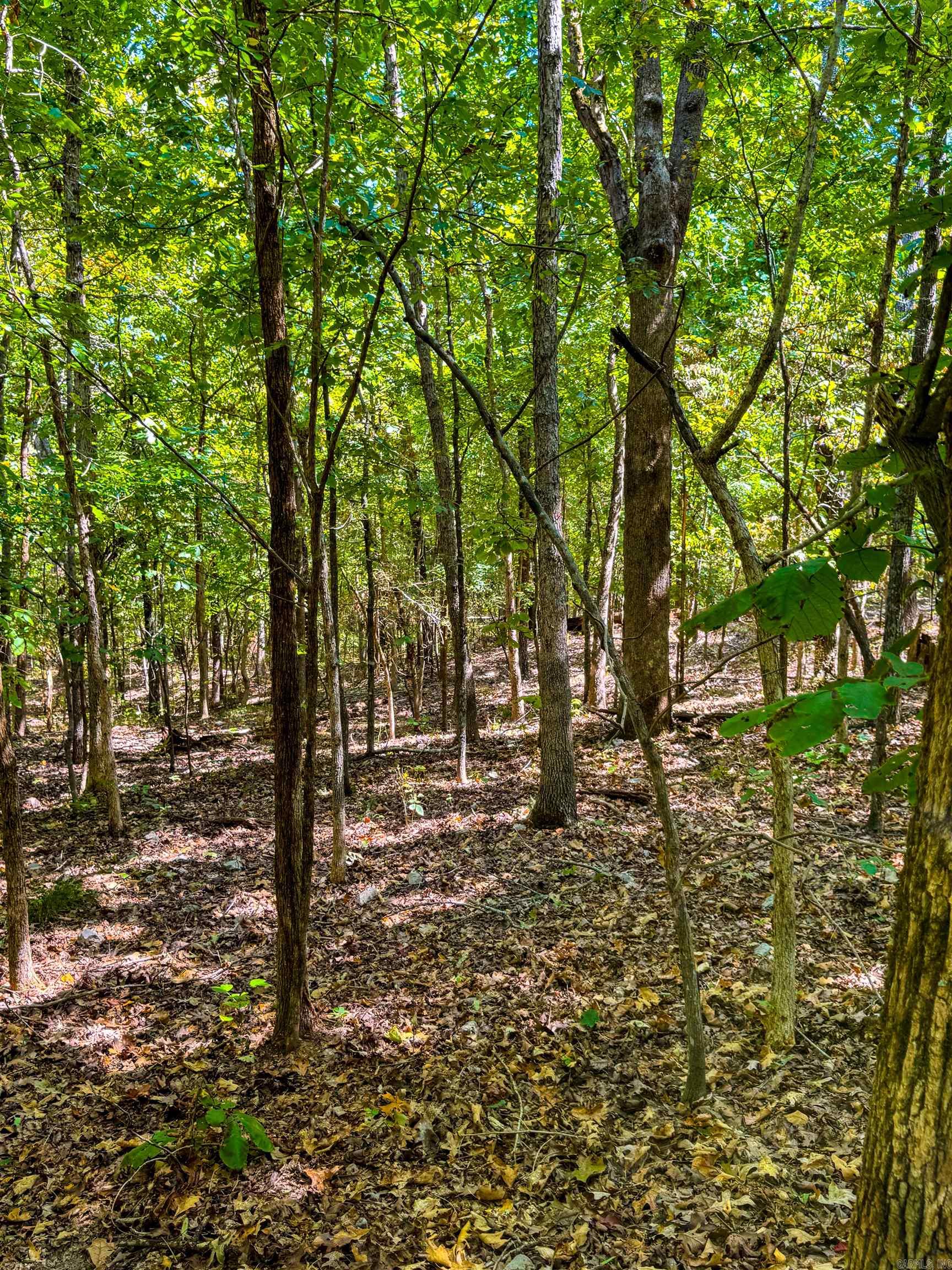 Photo 3 - Vacant Land for sale – TBD  Red Fox Rd   Hardy, AR