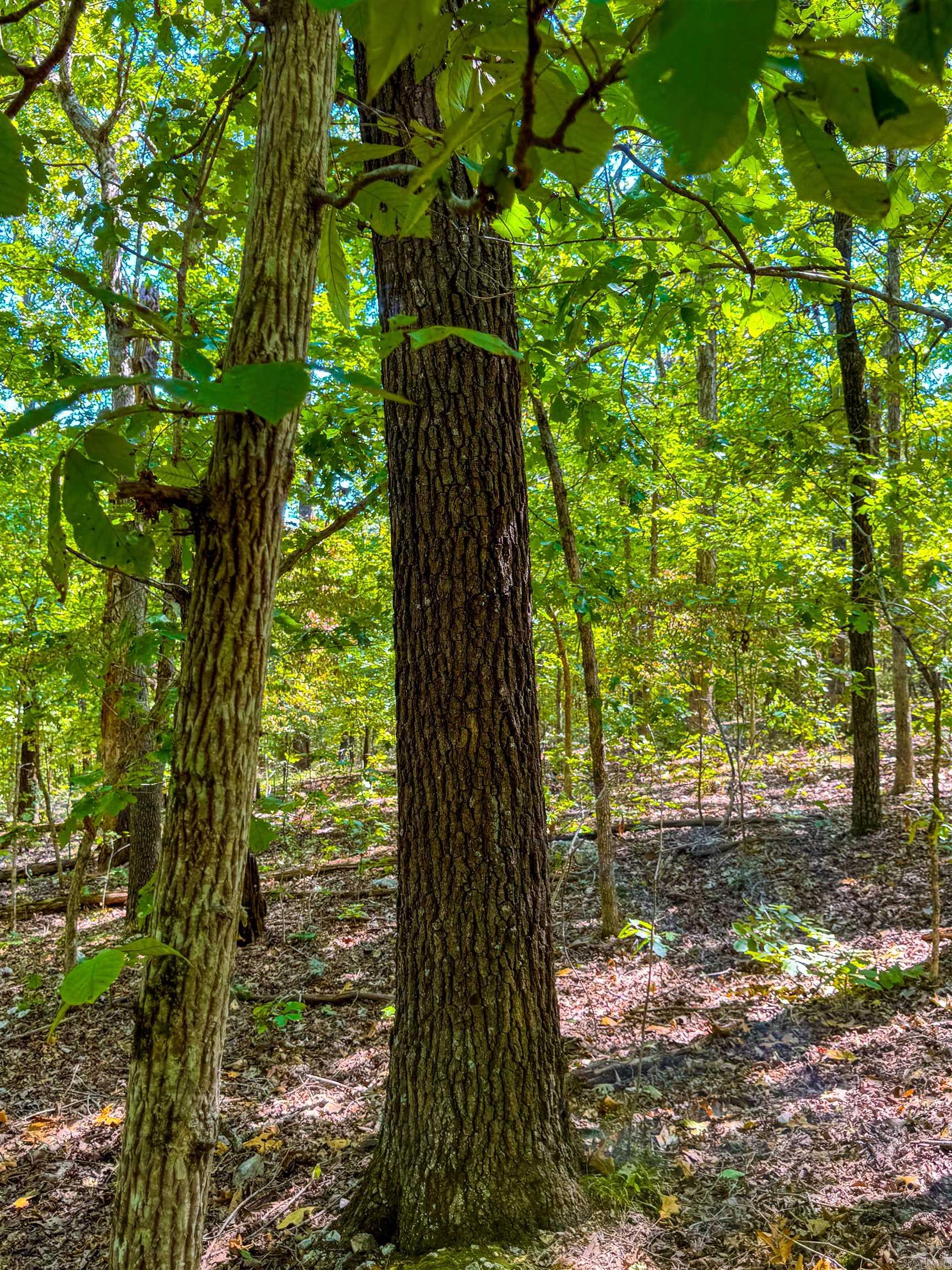 Photo 34 - Vacant Land for sale – TBD  Red Fox Rd   Hardy, AR
