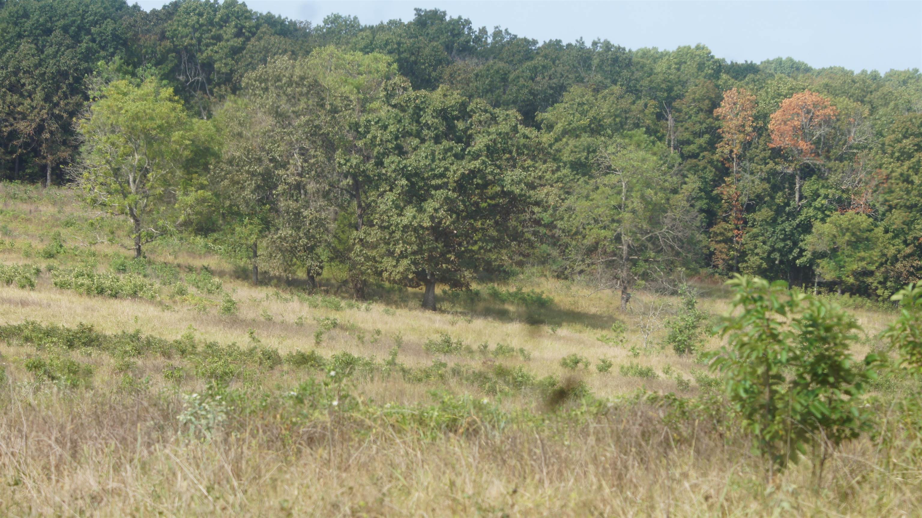 Photo 11 - Vacant Land for sale – TBD  Shiloh Road   Ash Flat, AR