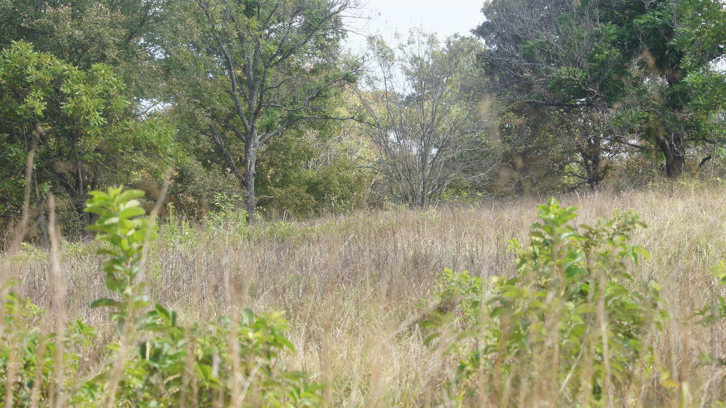 Photo 13 - Vacant Land for sale – TBD  Shiloh Road   Ash Flat, AR