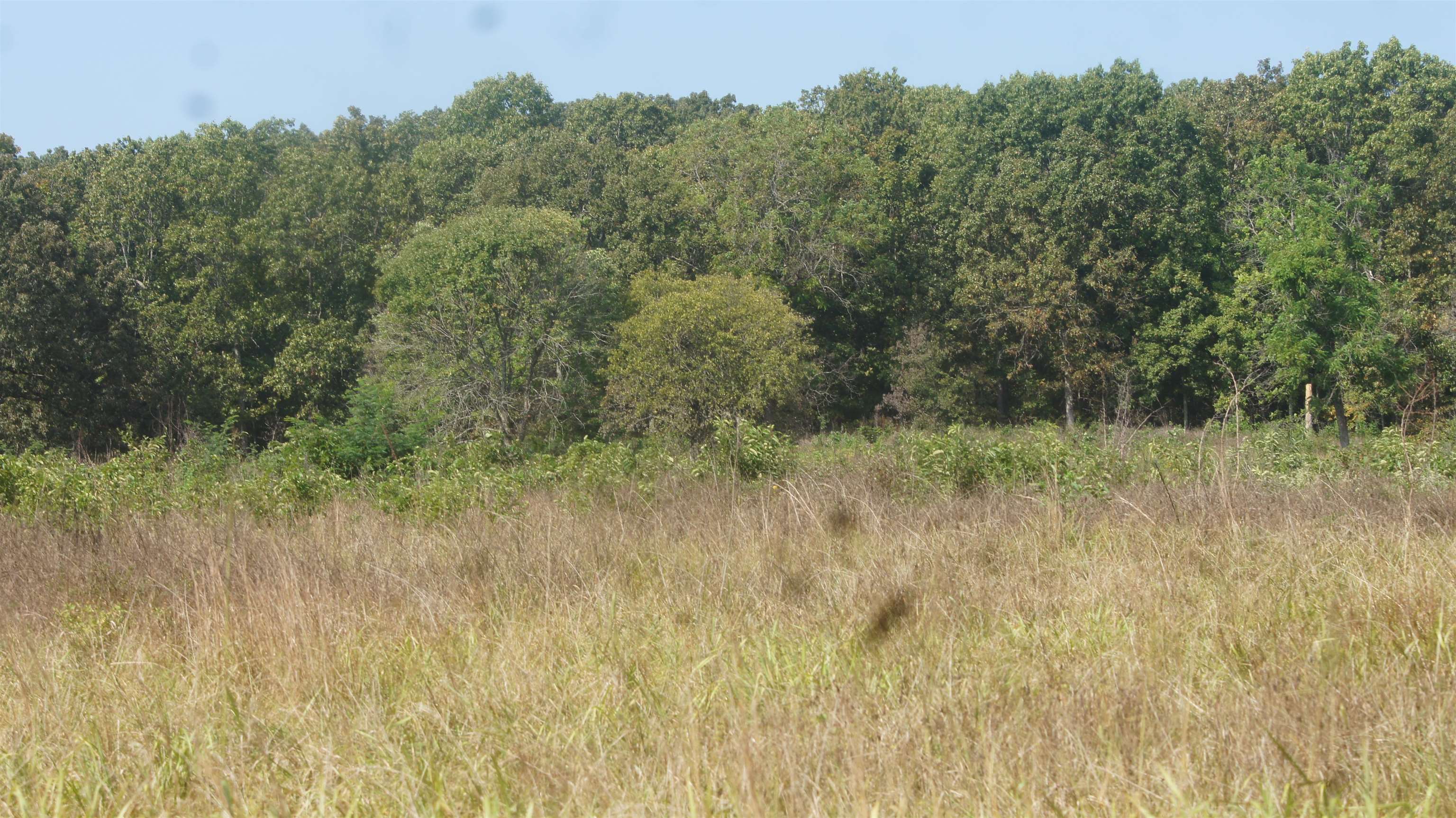 Photo 14 - Vacant Land for sale – TBD  Shiloh Road   Ash Flat, AR