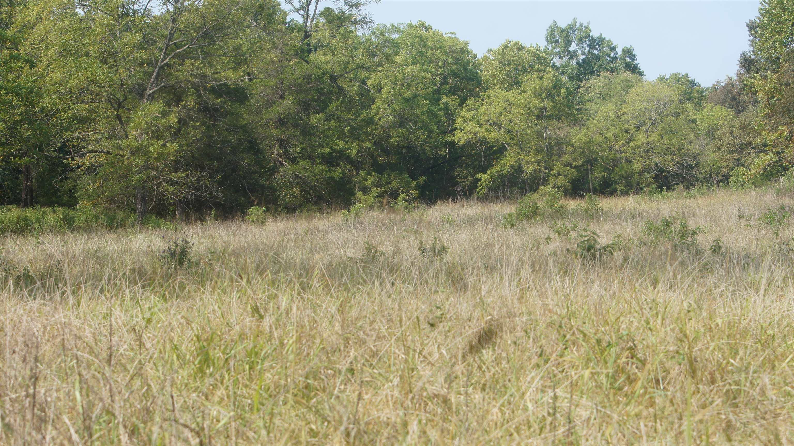 Photo 16 - Vacant Land for sale – TBD  Shiloh Road   Ash Flat, AR