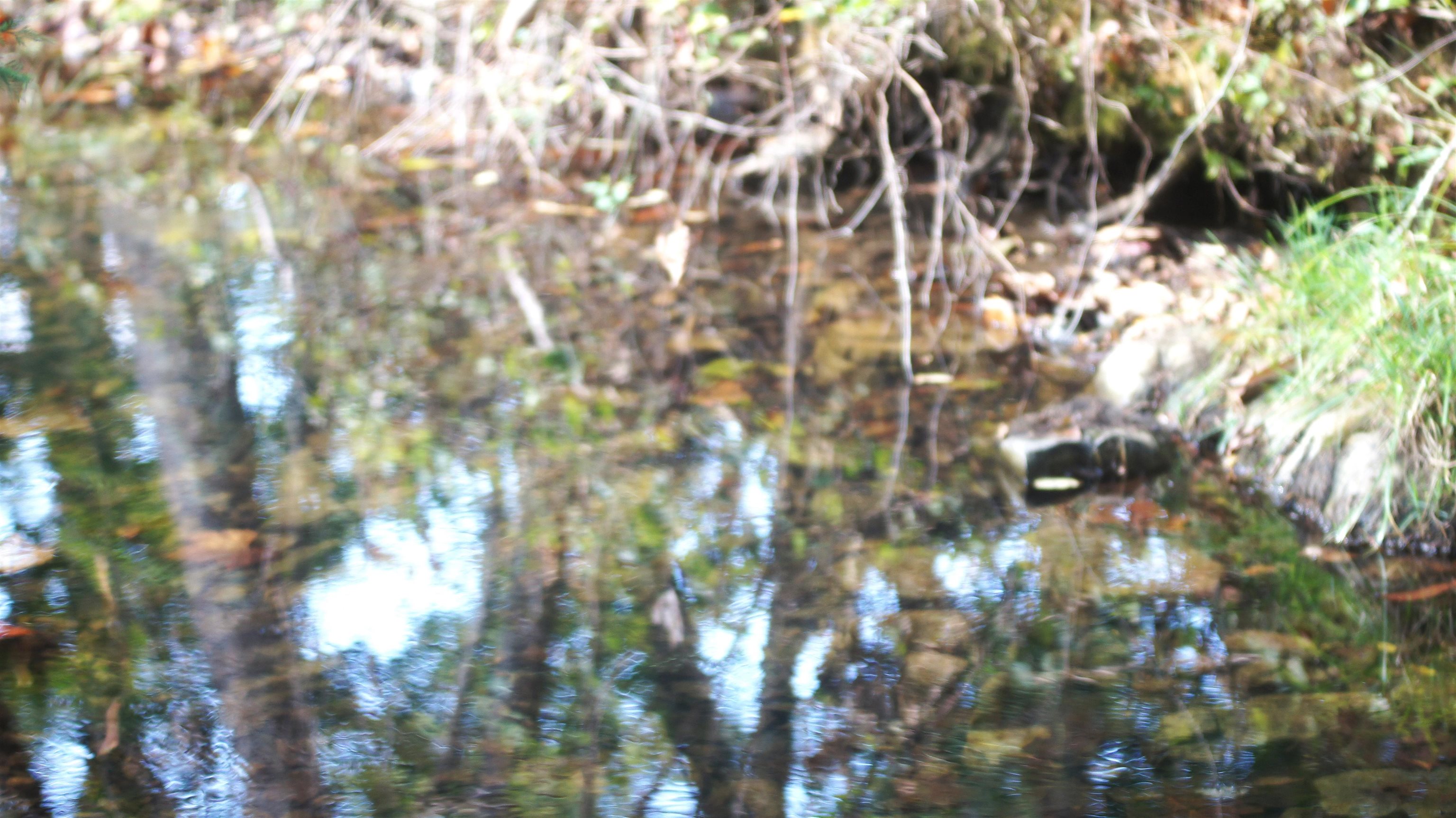 Photo 18 - Vacant Land for sale – TBD  Shiloh Road   Ash Flat, AR