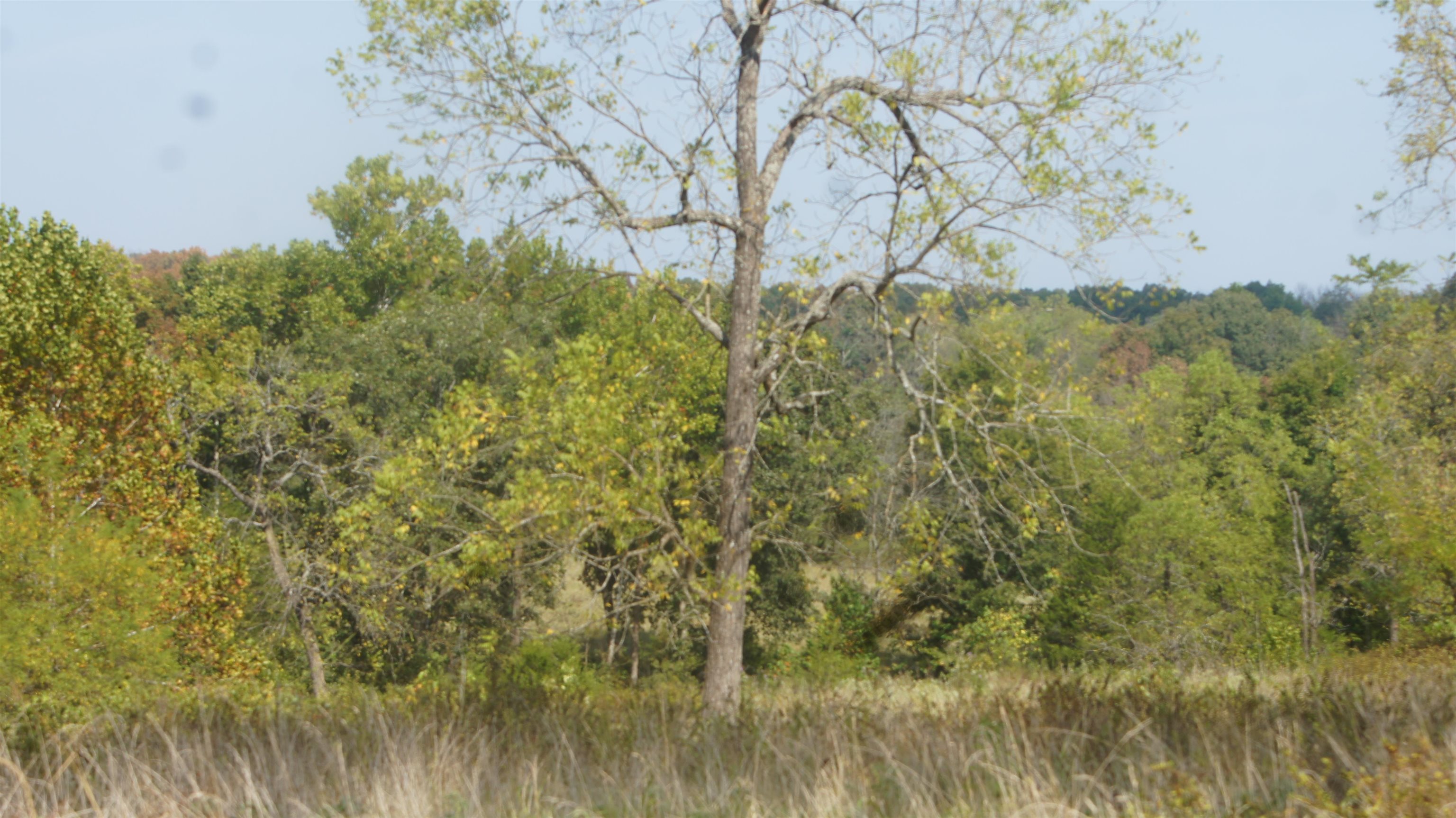 Photo 4 - Vacant Land for sale – TBD  Shiloh Road   Ash Flat, AR