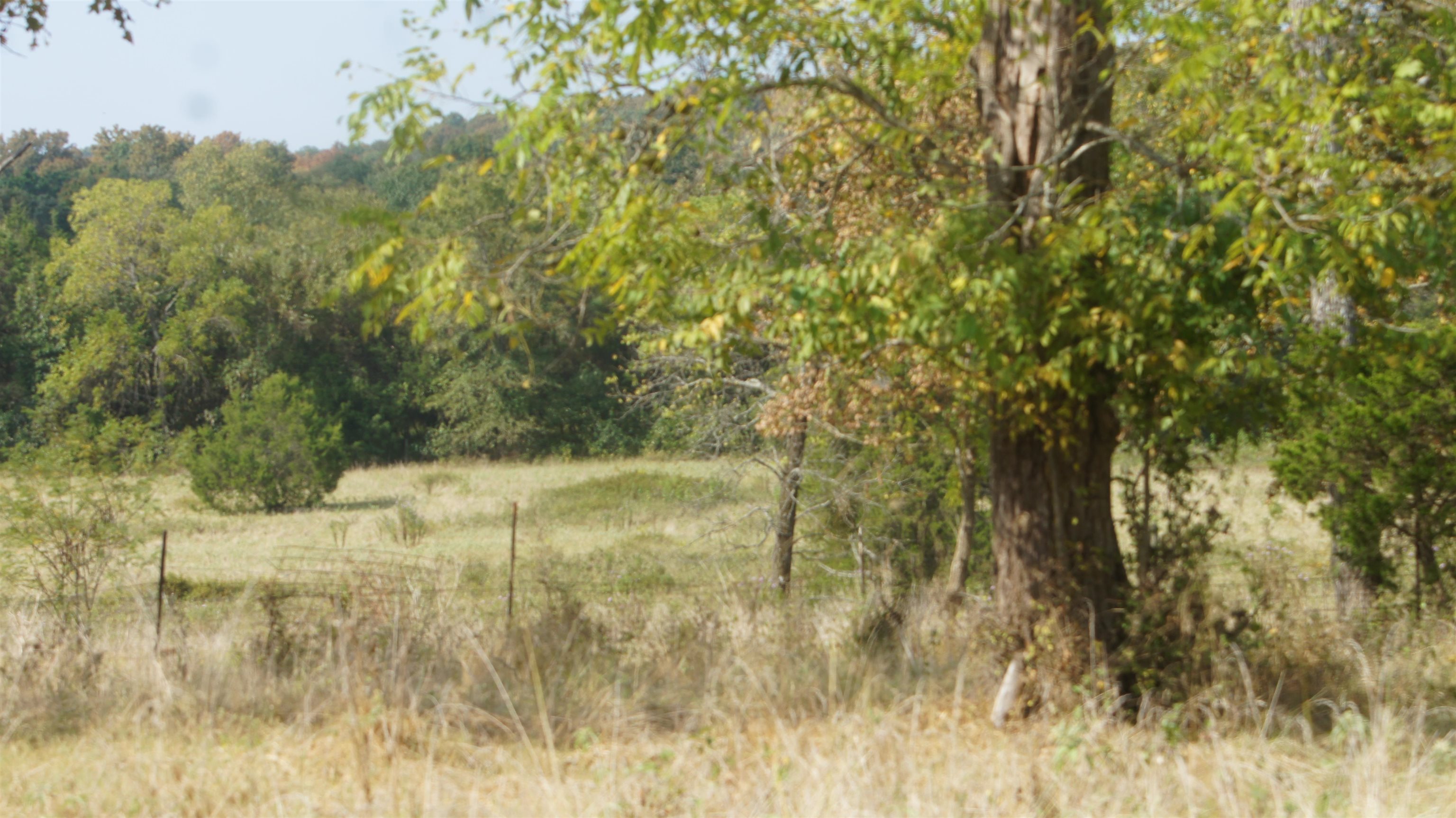 Photo 5 - Vacant Land for sale – TBD  Shiloh Road   Ash Flat, AR