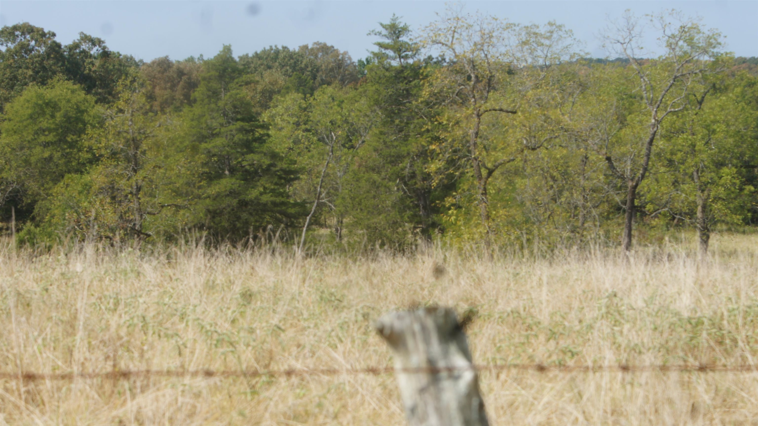 Photo 6 - Vacant Land for sale – TBD  Shiloh Road   Ash Flat, AR