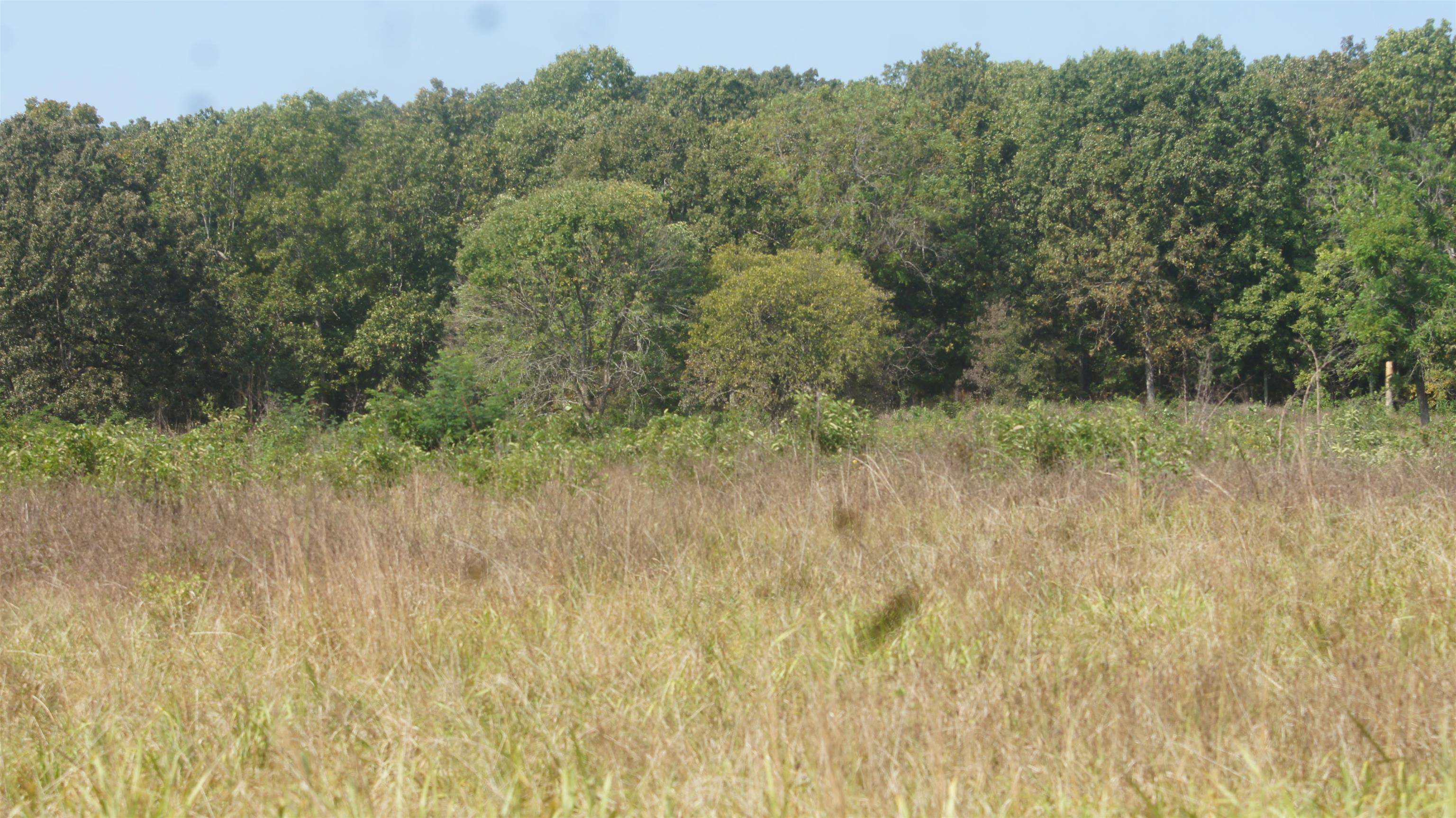 Photo 9 - Vacant Land for sale – TBD  Shiloh Road   Ash Flat, AR