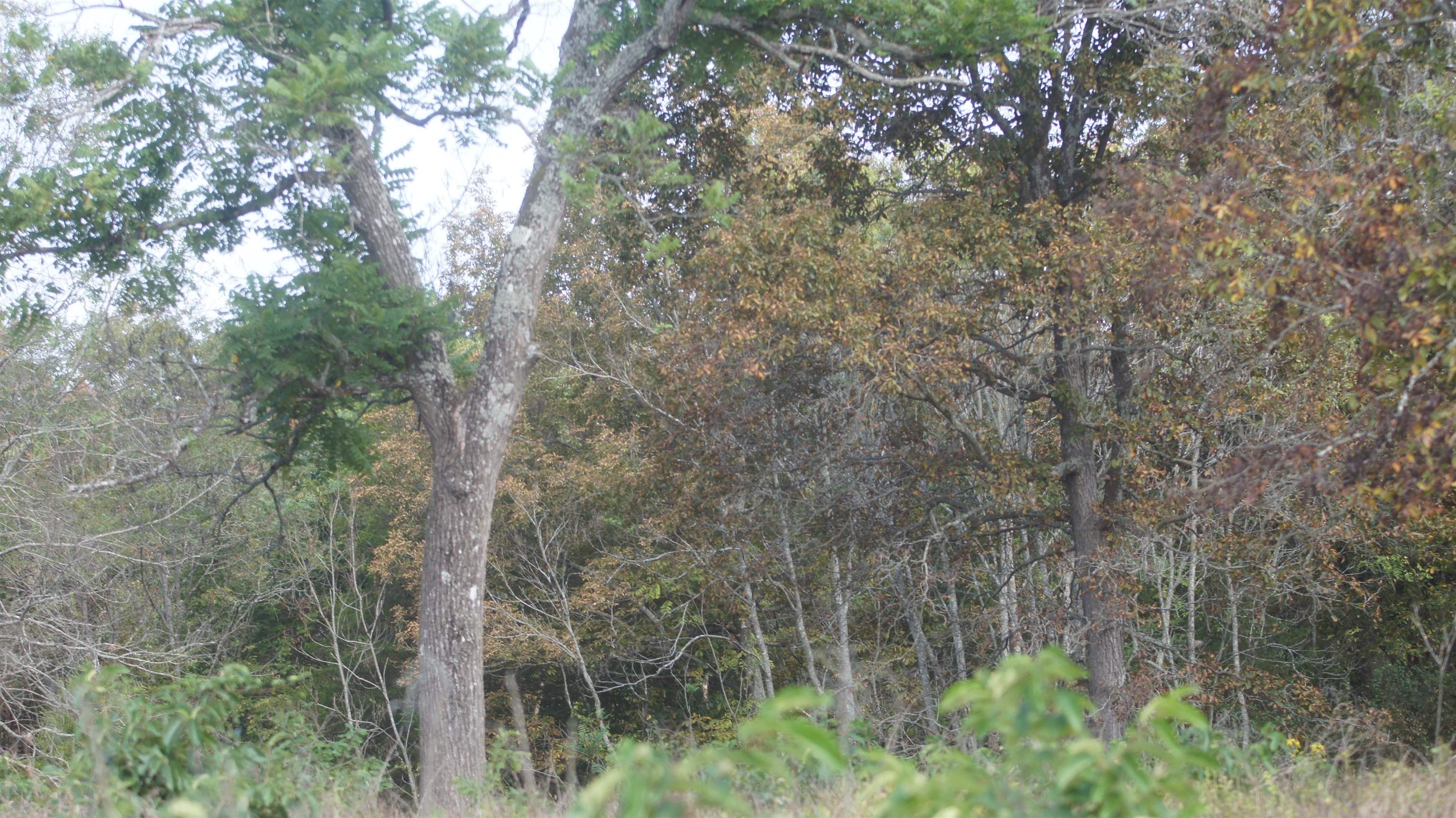 Photo 10 - Vacant Land for sale – TBD  Shiloh Road   Ash Flat, AR