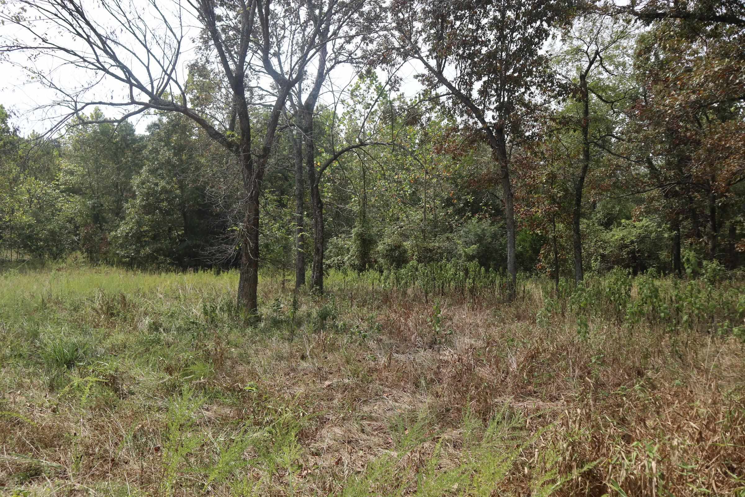 Photo 6 - Vacant Land for sale – 253  Coyote Rd   Salem, AR