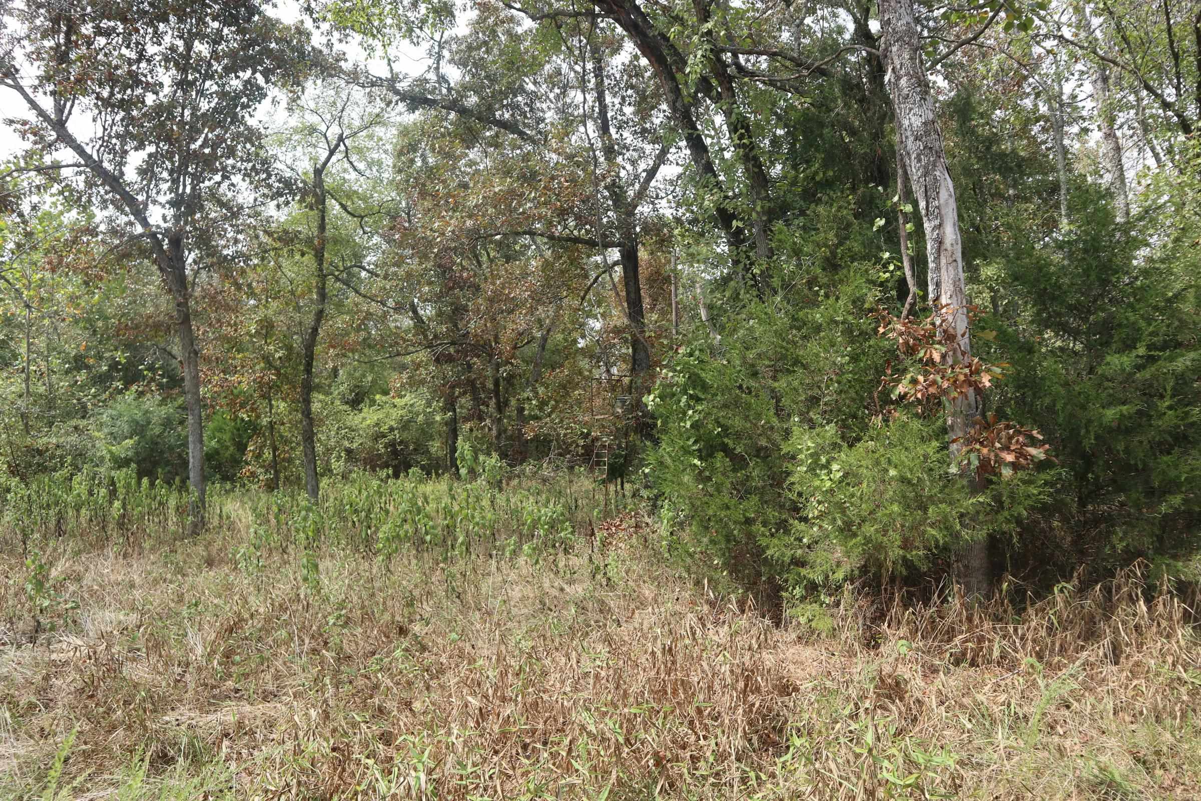 Photo 7 - Vacant Land for sale – 253  Coyote Rd   Salem, AR