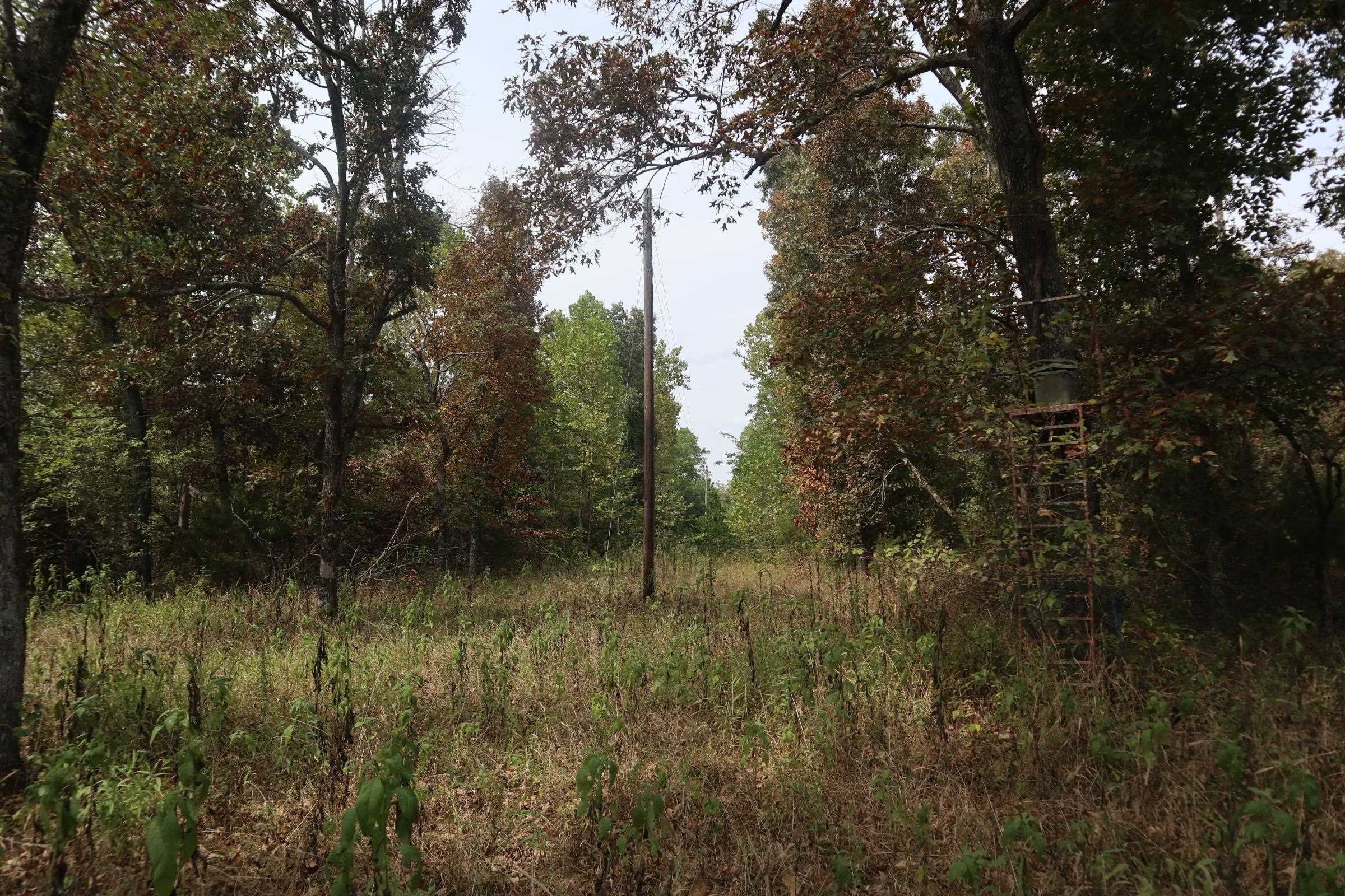 Photo 9 - Vacant Land for sale – 253  Coyote Rd   Salem, AR
