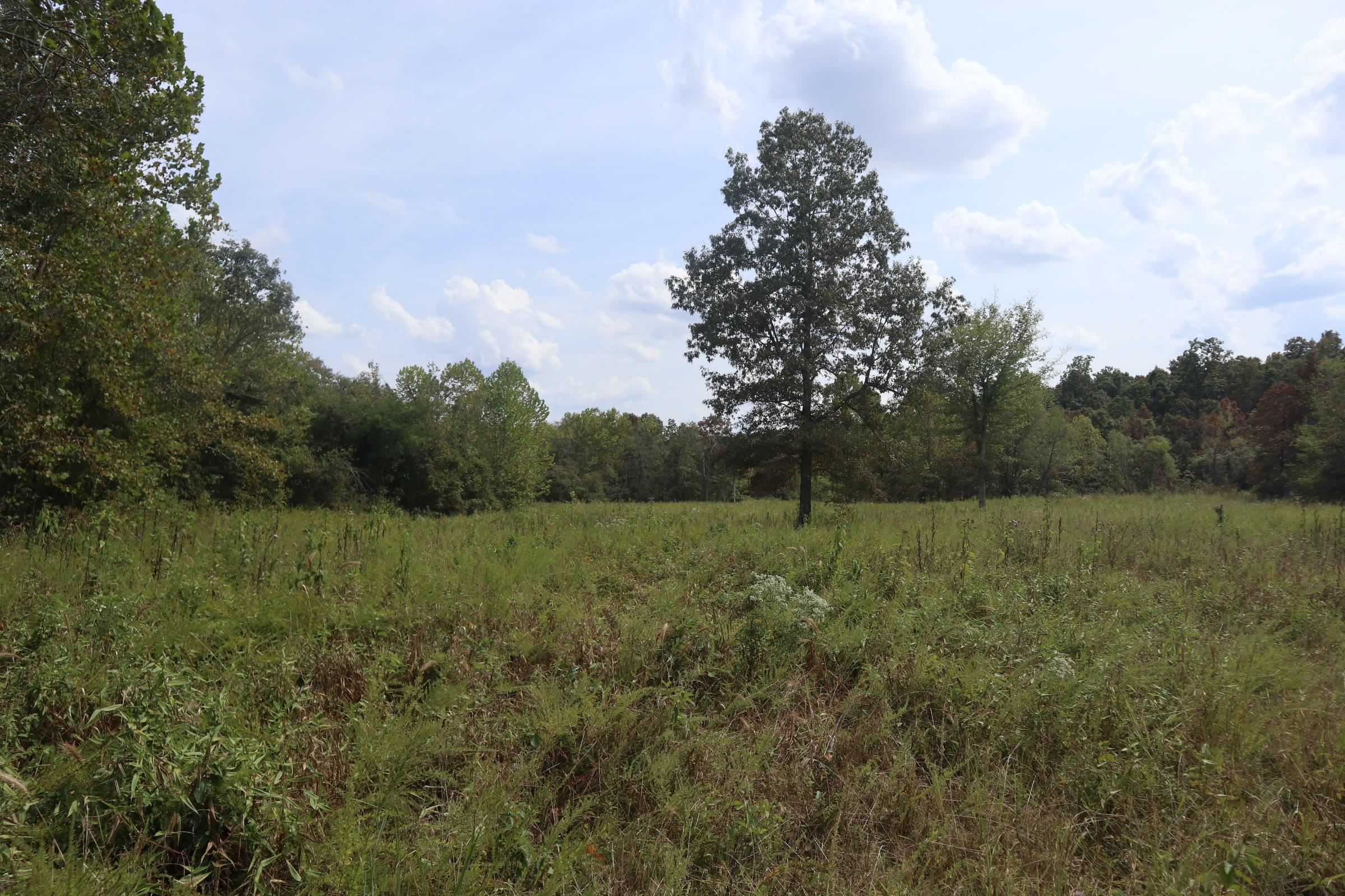 Photo 10 - Vacant Land for sale – 253  Coyote Rd   Salem, AR
