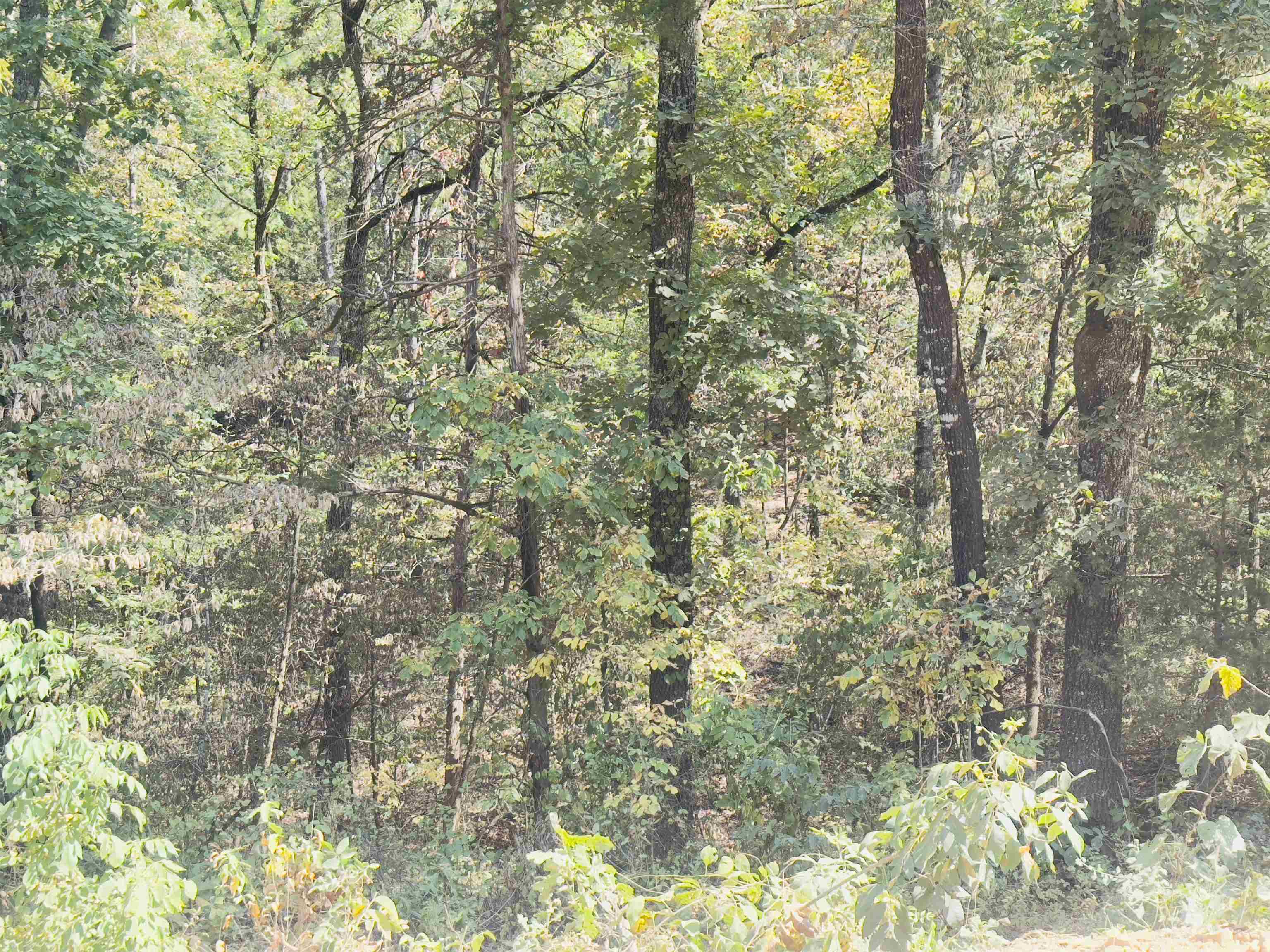 Photo 6 - Vacant Land for sale – 3601  Jumbo   Melbourne, AR
