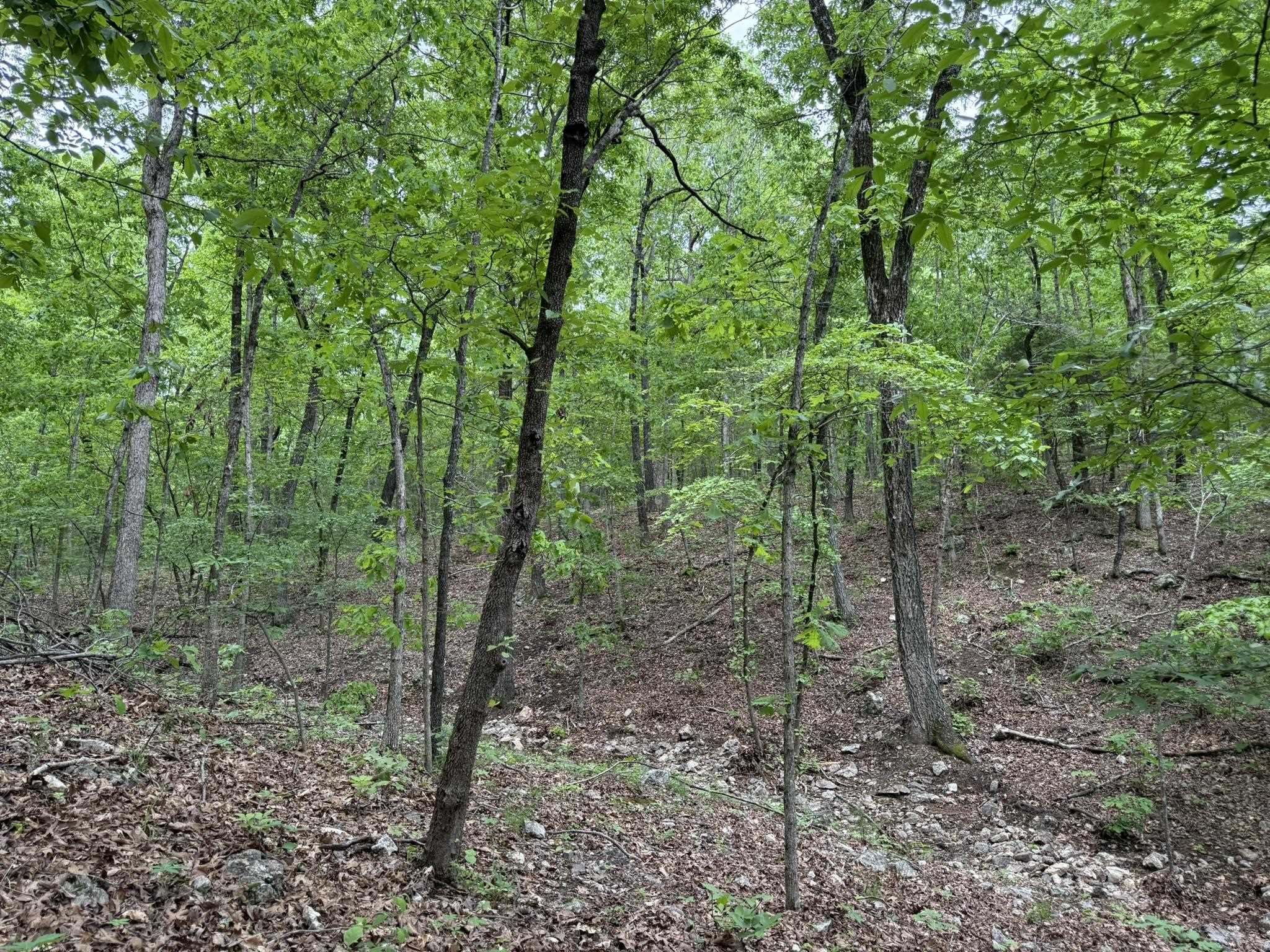 Photo 4 - Vacant Land for sale – 26  Ridge Road   Hardy, AR