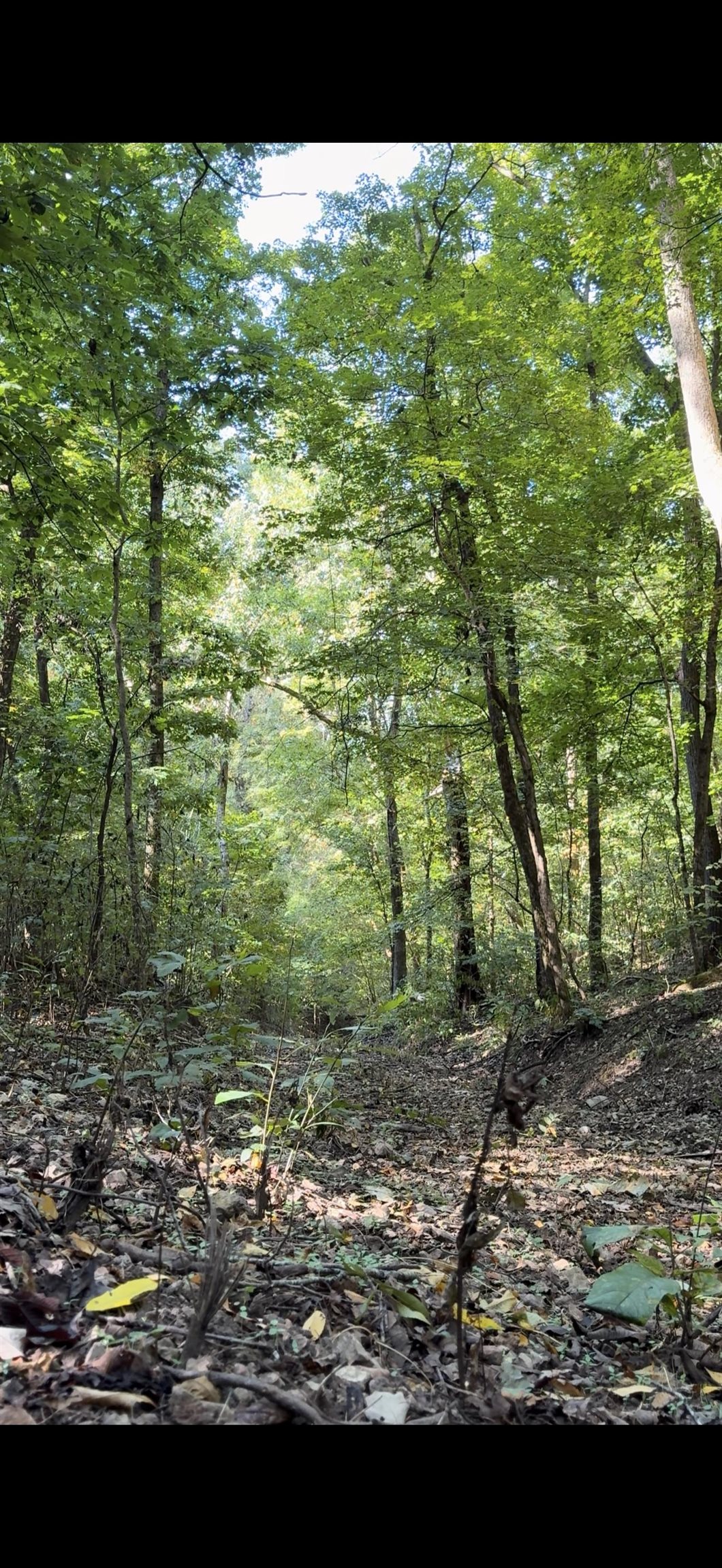 Photo 13 - Vacant Land for sale – 86A  Williamson Trail   Guion, AR