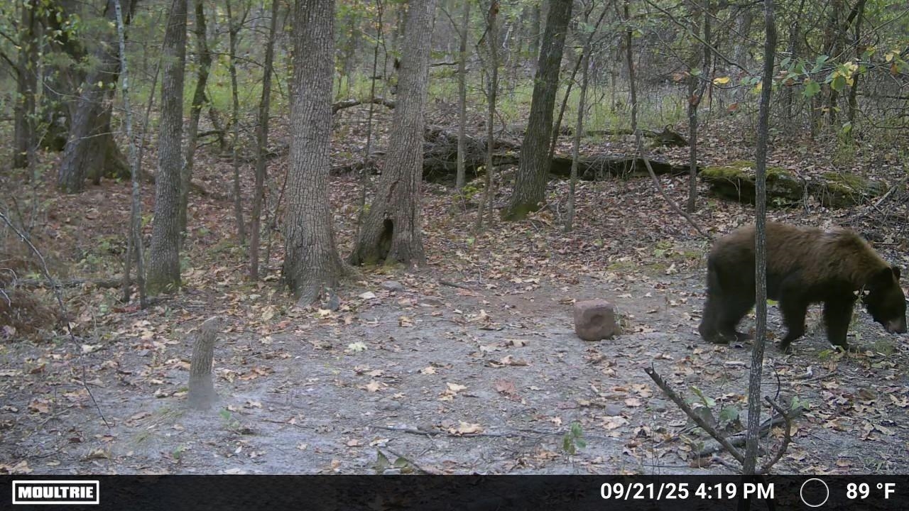 Photo 5 - Vacant Land for sale – 86A  Williamson Trail   Guion, AR
