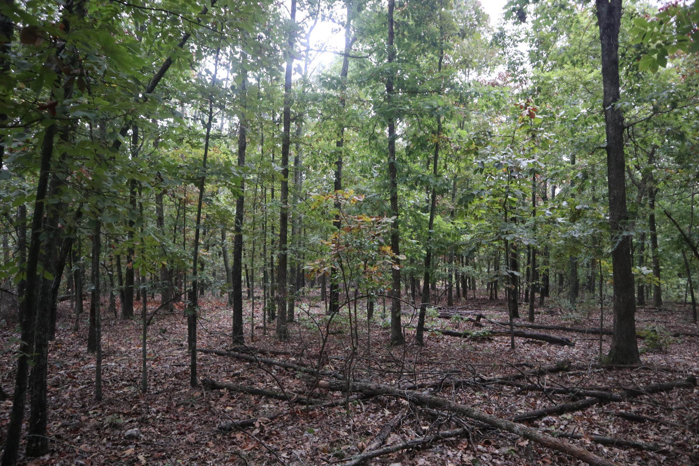Photo 17 - Vacant Land for sale – 3958  Young Rd   Salem, AR