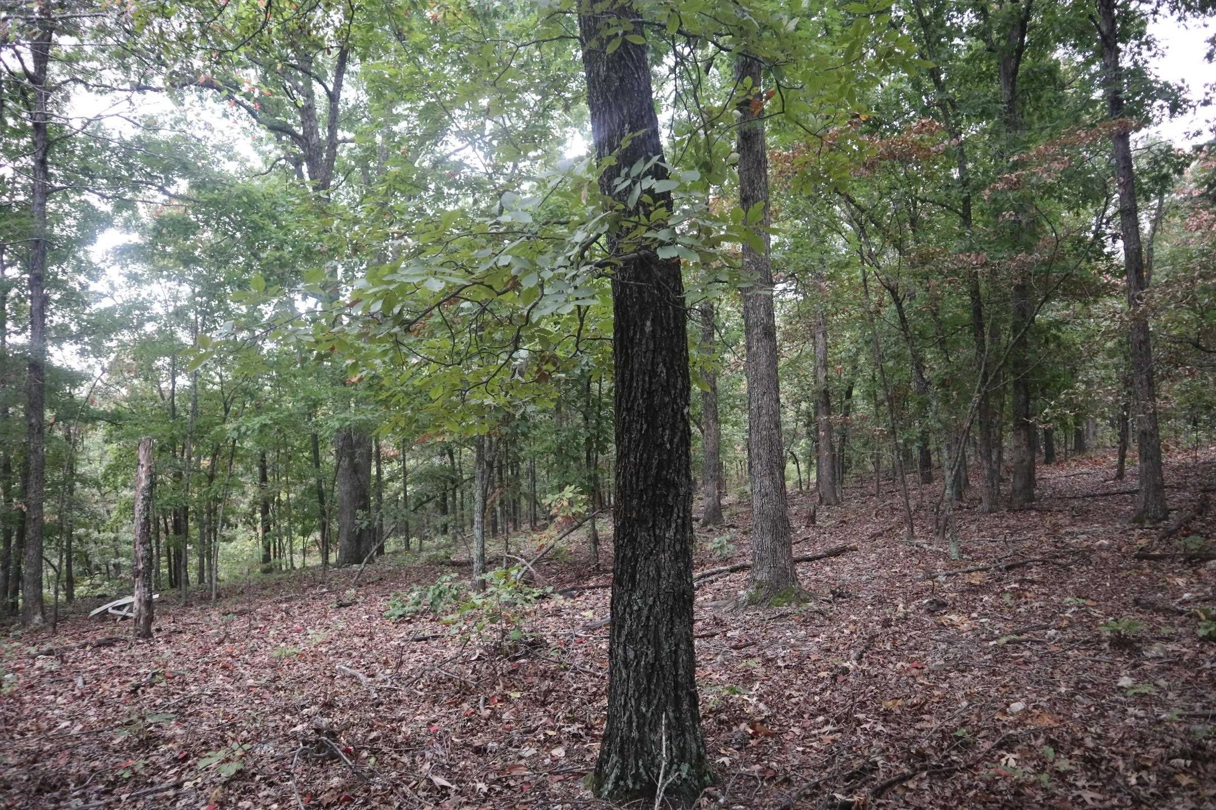 Photo 19 - Vacant Land for sale – 3958  Young Rd   Salem, AR