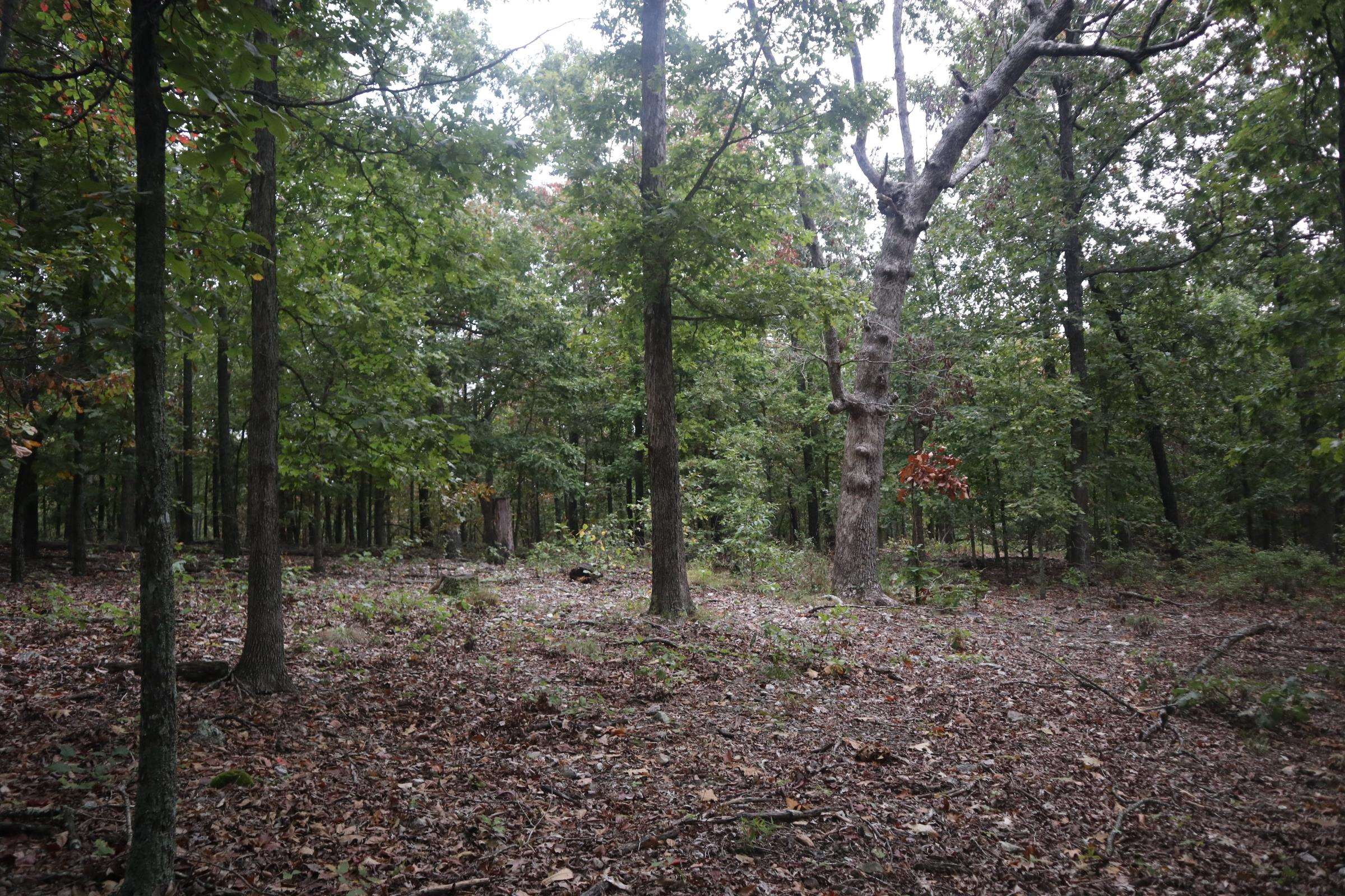 Photo 20 - Vacant Land for sale – 3958  Young Rd   Salem, AR