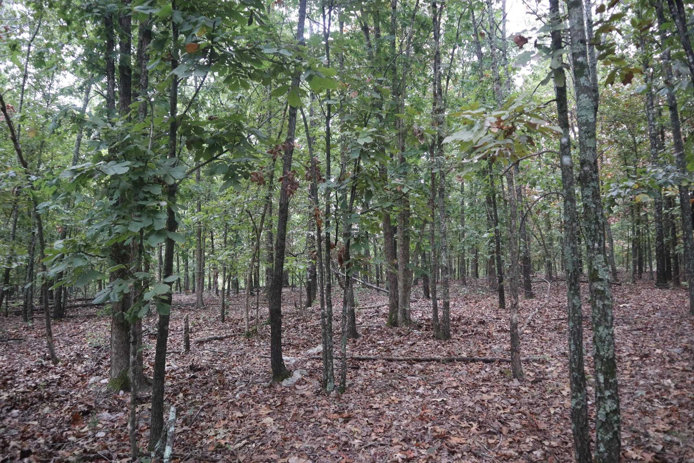 Photo 3 - Vacant Land for sale – 3958  Young Rd   Salem, AR