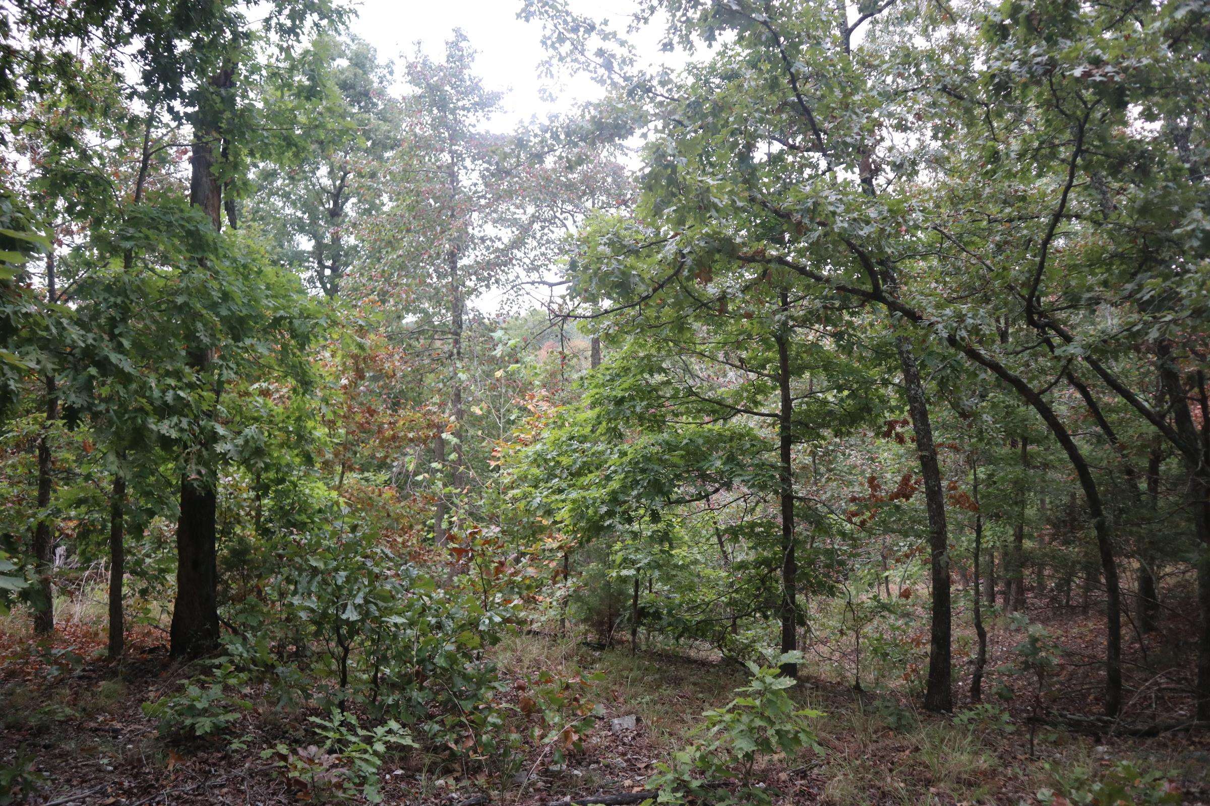 Photo 21 - Vacant Land for sale – 3958  Young Rd   Salem, AR