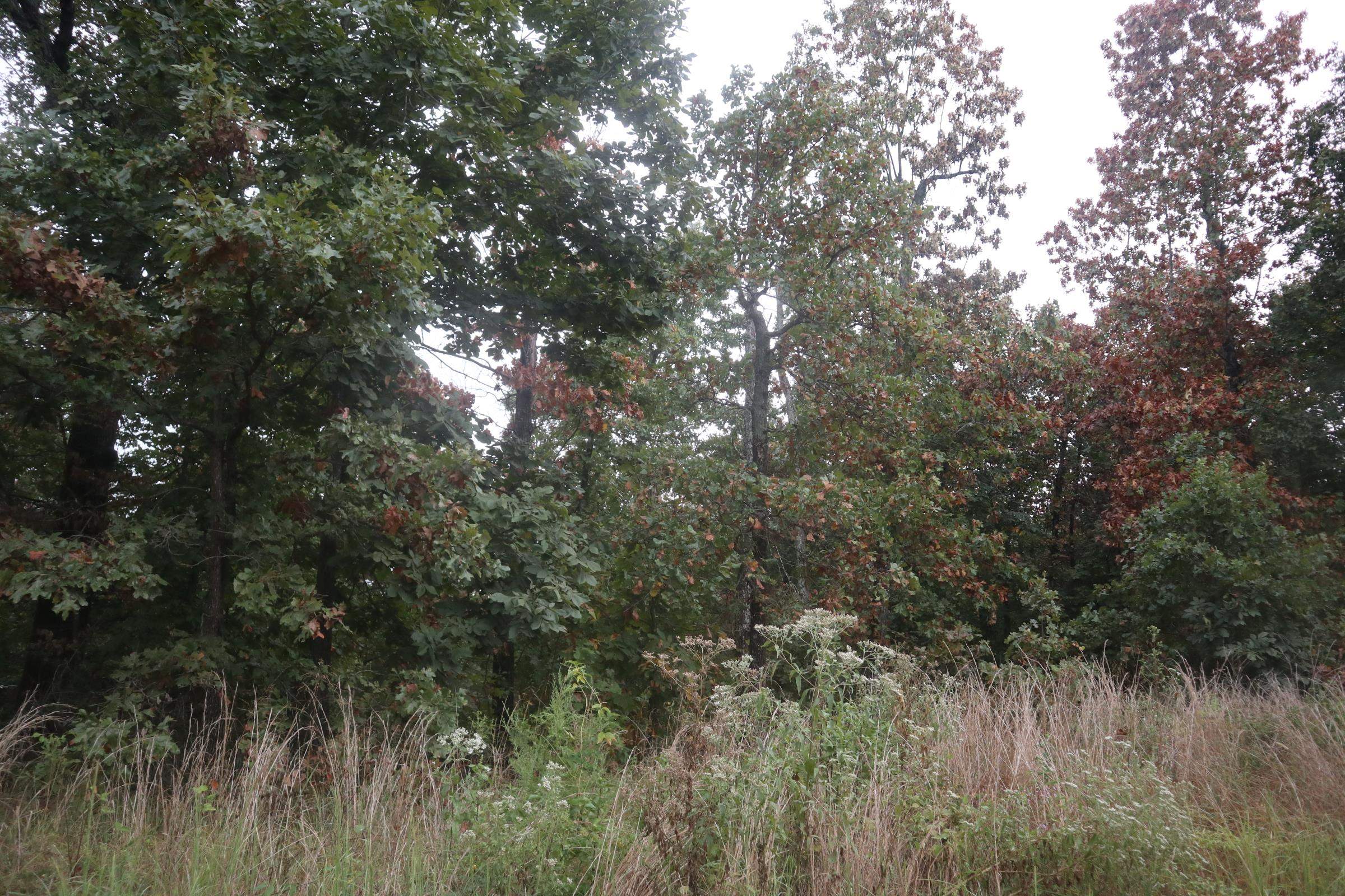 Photo 29 - Vacant Land for sale – 3958  Young Rd   Salem, AR
