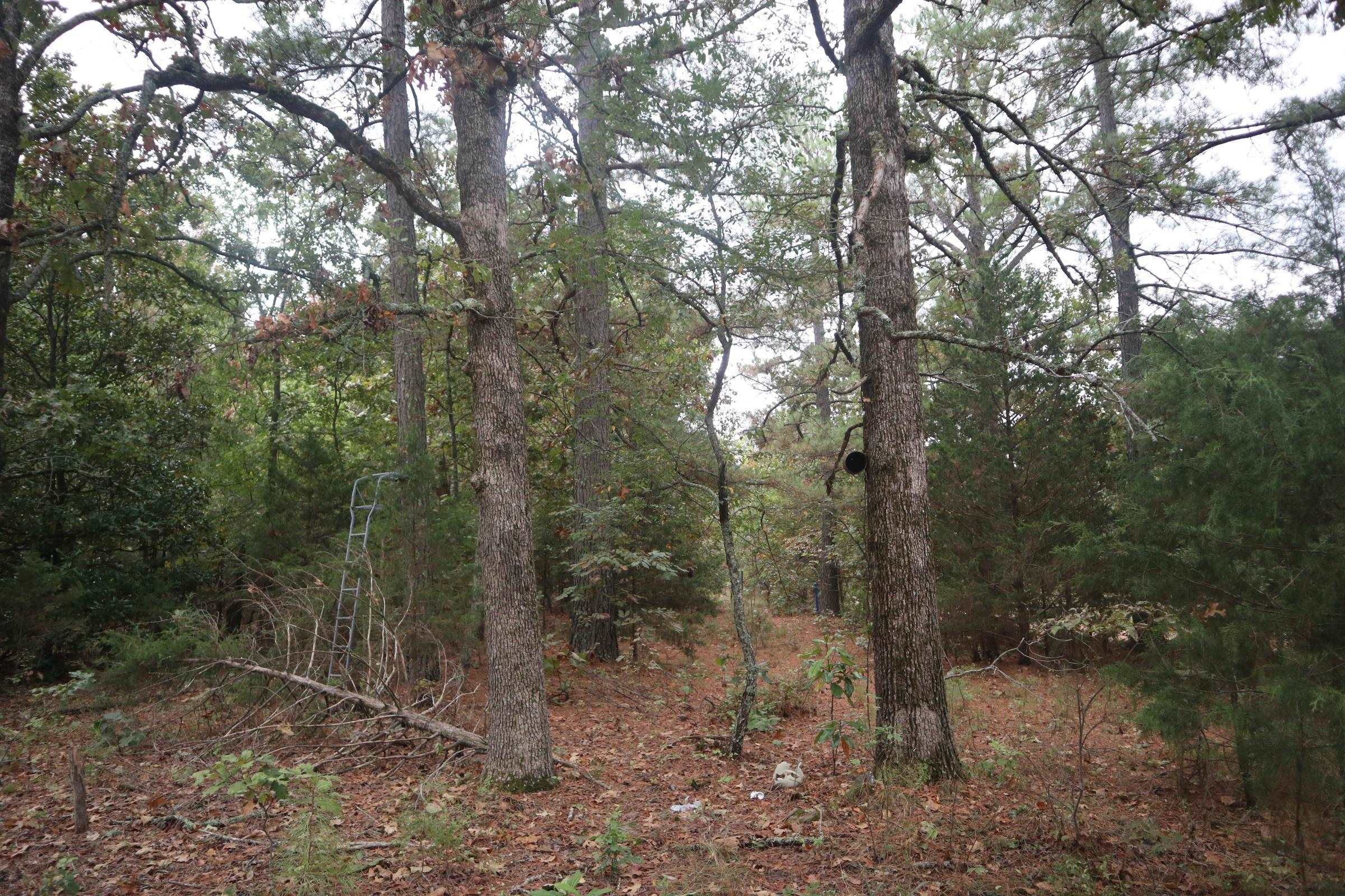 Photo 8 - Vacant Land for sale – 3958  Young Rd   Salem, AR