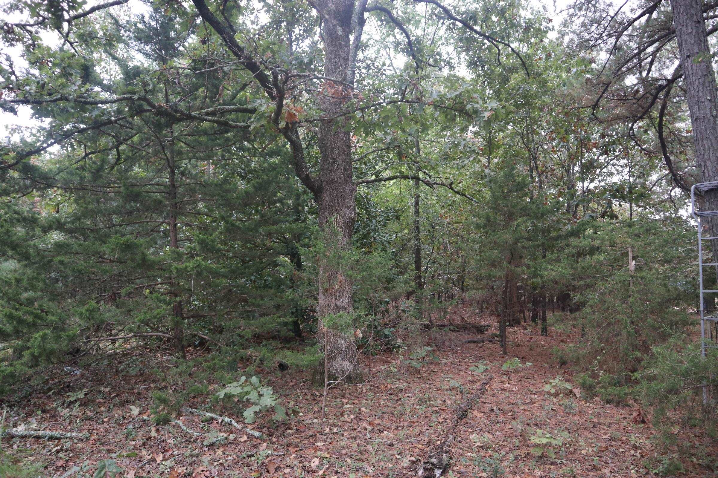 Photo 9 - Vacant Land for sale – 3958  Young Rd   Salem, AR