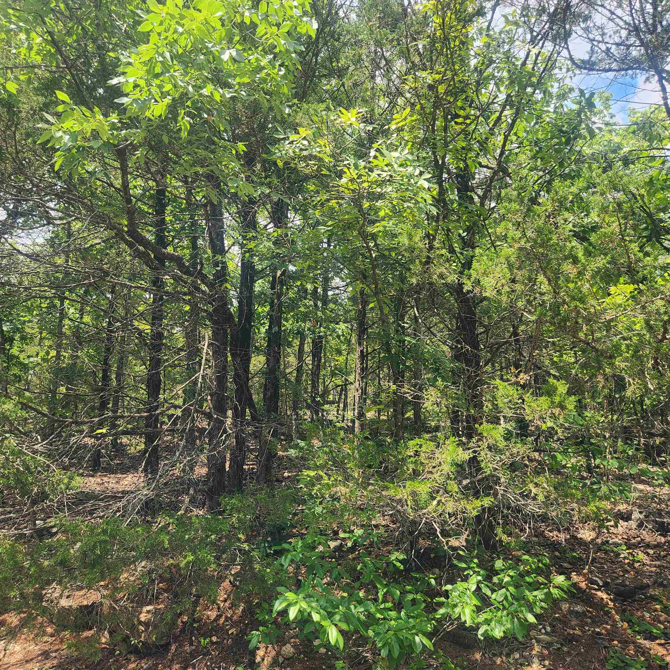 Photo 9 - Vacant Land for sale – L-61, B-7  Lochloosa   Cherokee Village, AR