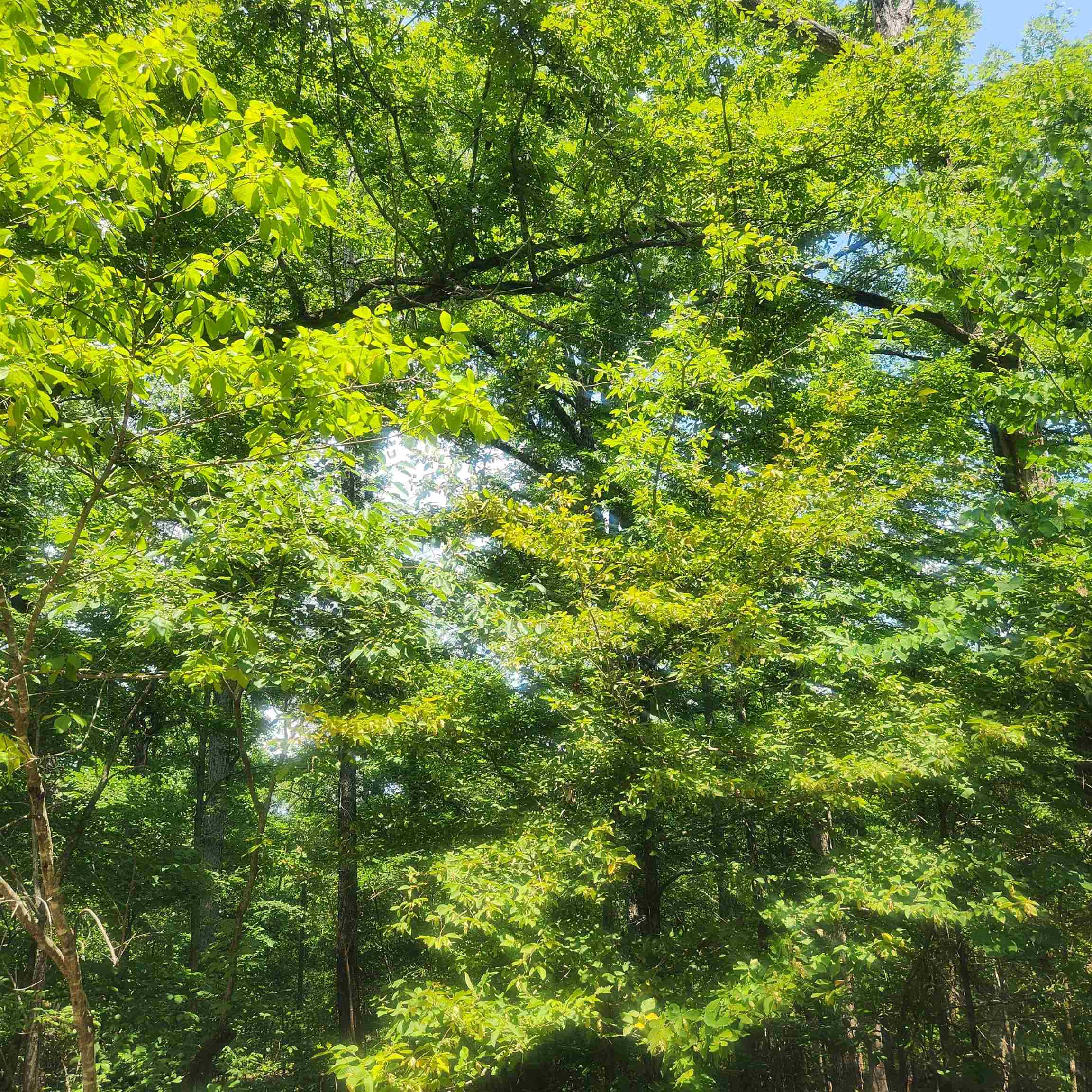 Photo 7 - Vacant Land for sale – L-27, B-15  Goti   Cherokee Village, AR