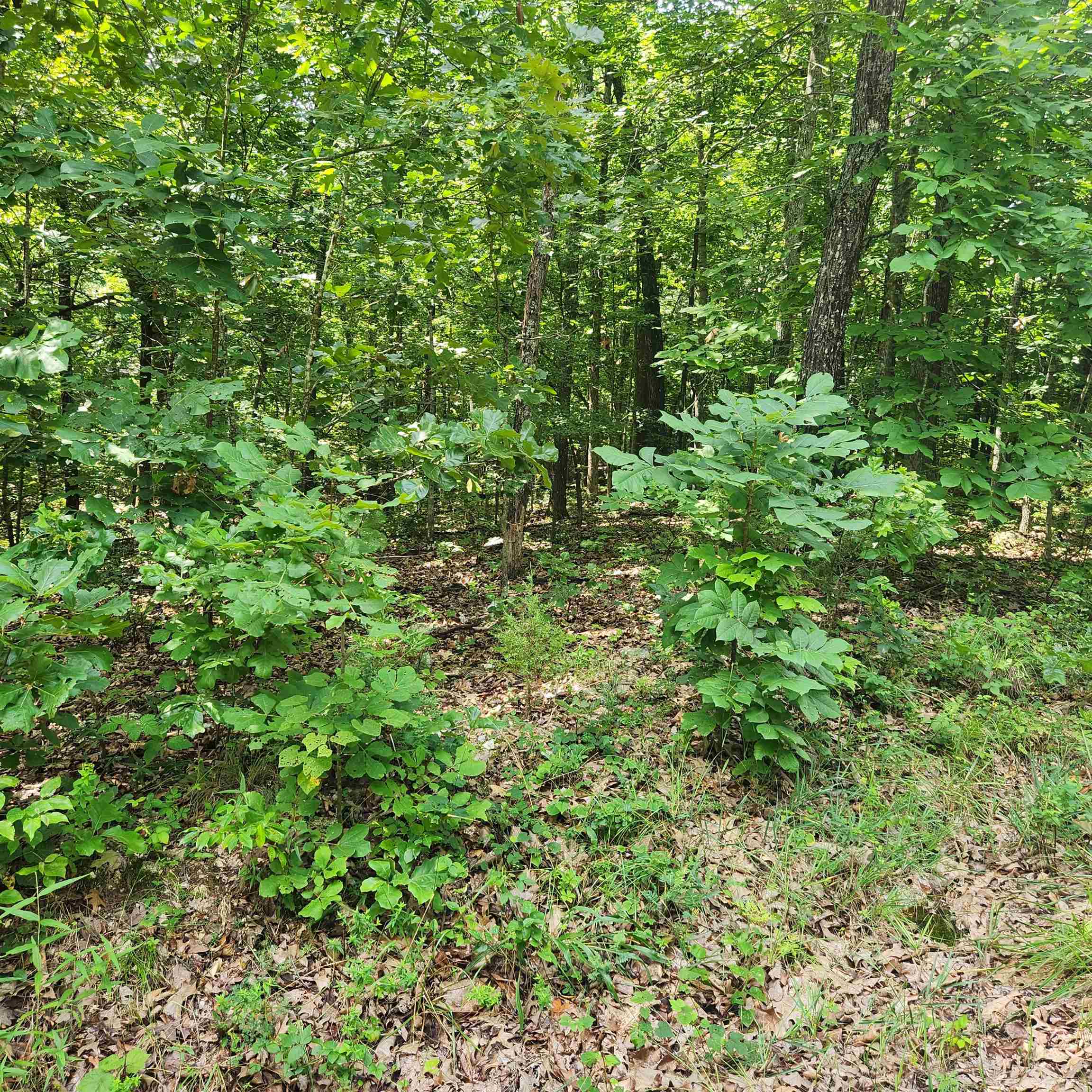 Photo 6 - Vacant Land for sale – L-42, B-1  Saskatchewan   Cherokee Village, AR