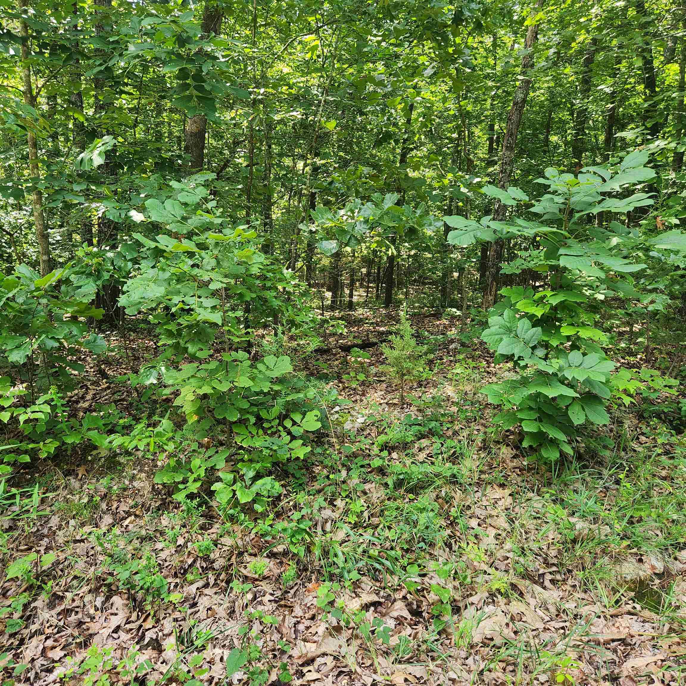 Photo 7 - Vacant Land for sale – L-42, B-1  Saskatchewan   Cherokee Village, AR