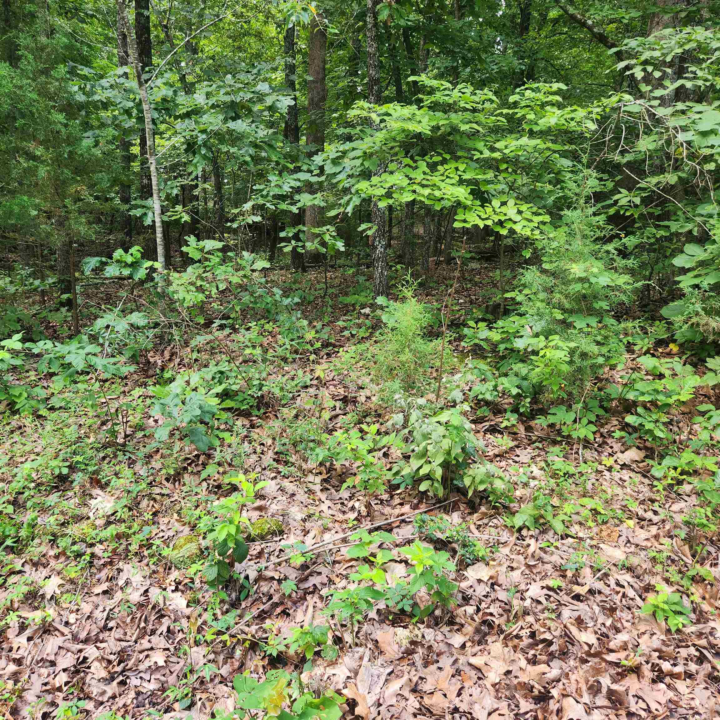Photo 10 - Vacant Land for sale – L-42, B-1  Saskatchewan   Cherokee Village, AR