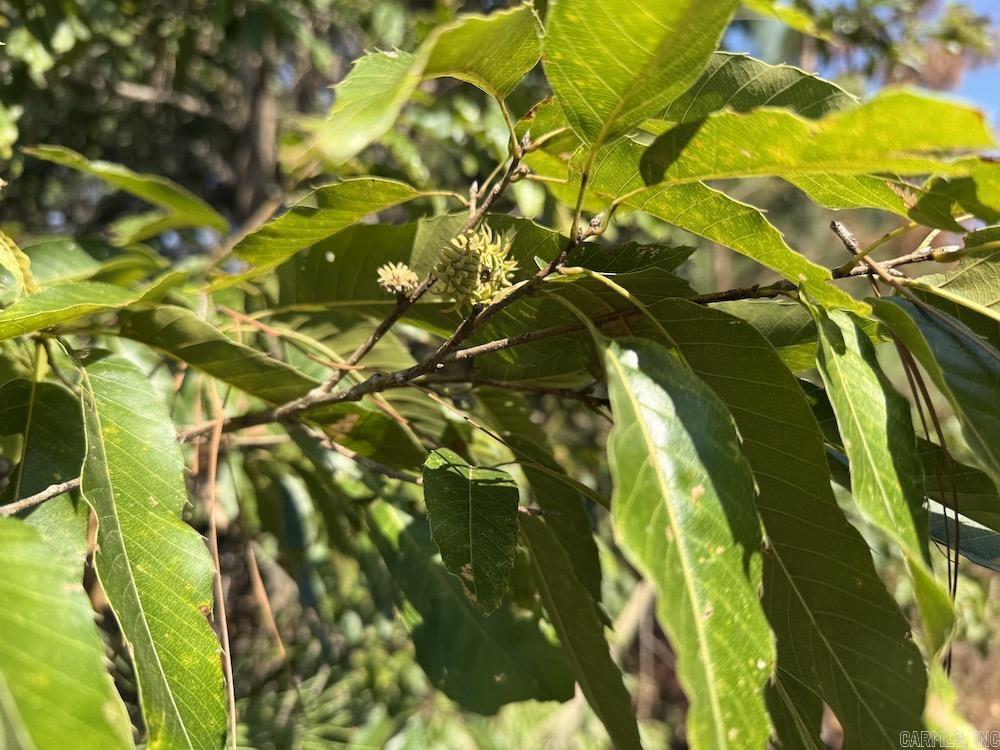 Photo 4 - Residential for sale – 643 W Spring Hill Road   Oxford, AR