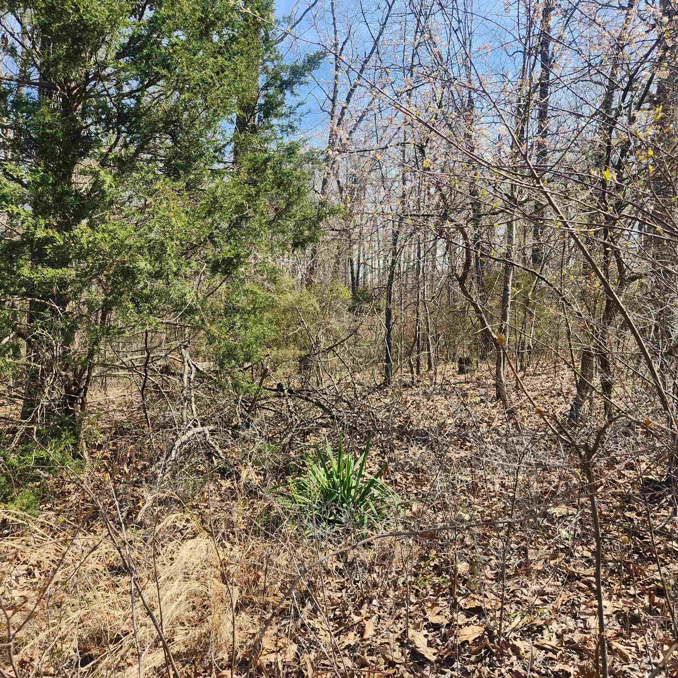 Photo 9 - Vacant Land for sale – L-7, B-29  Miccosukee   Cherokee Village, AR