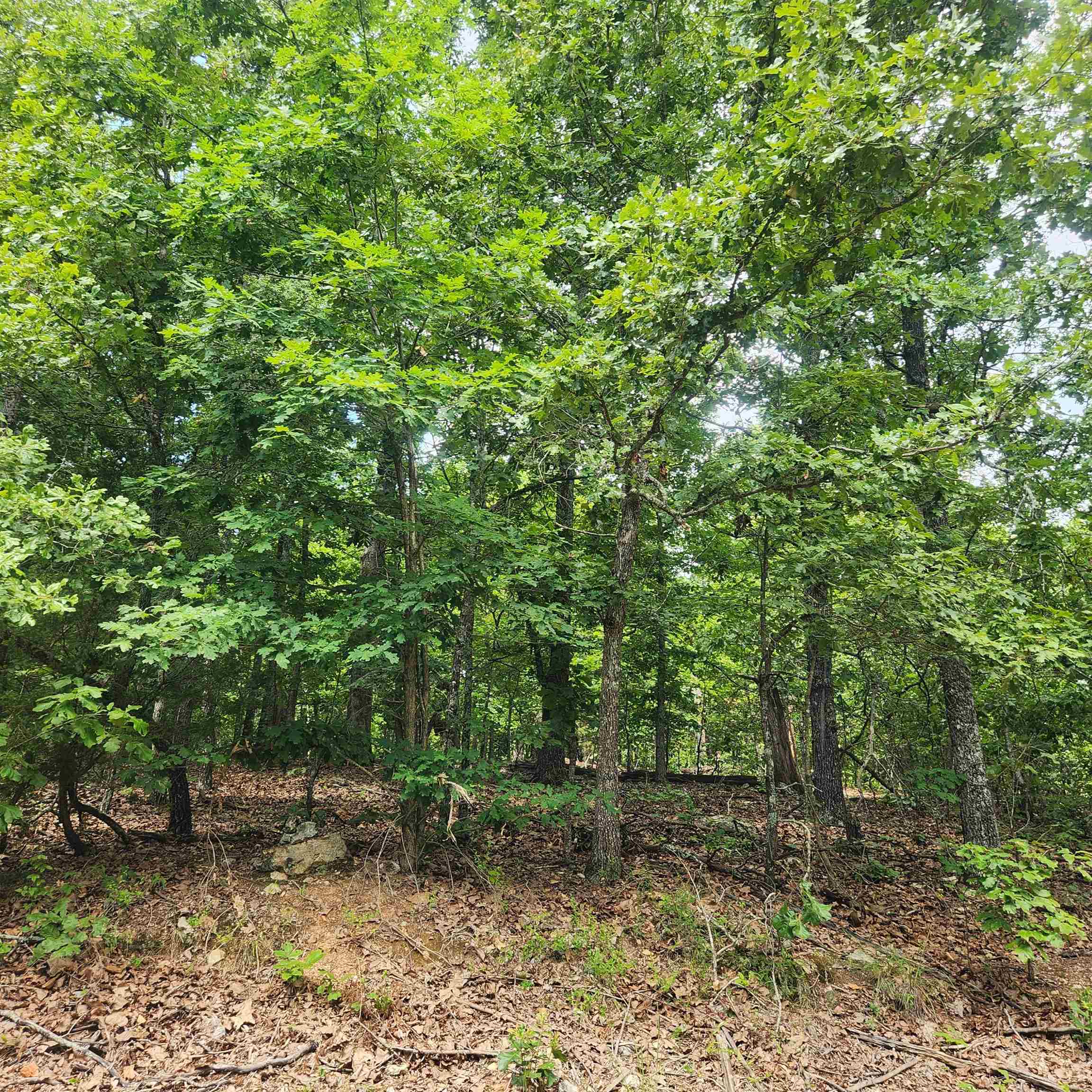 Photo 8 - Vacant Land for sale – L-60, B-6  Anadarko   Cherokee Village, AR
